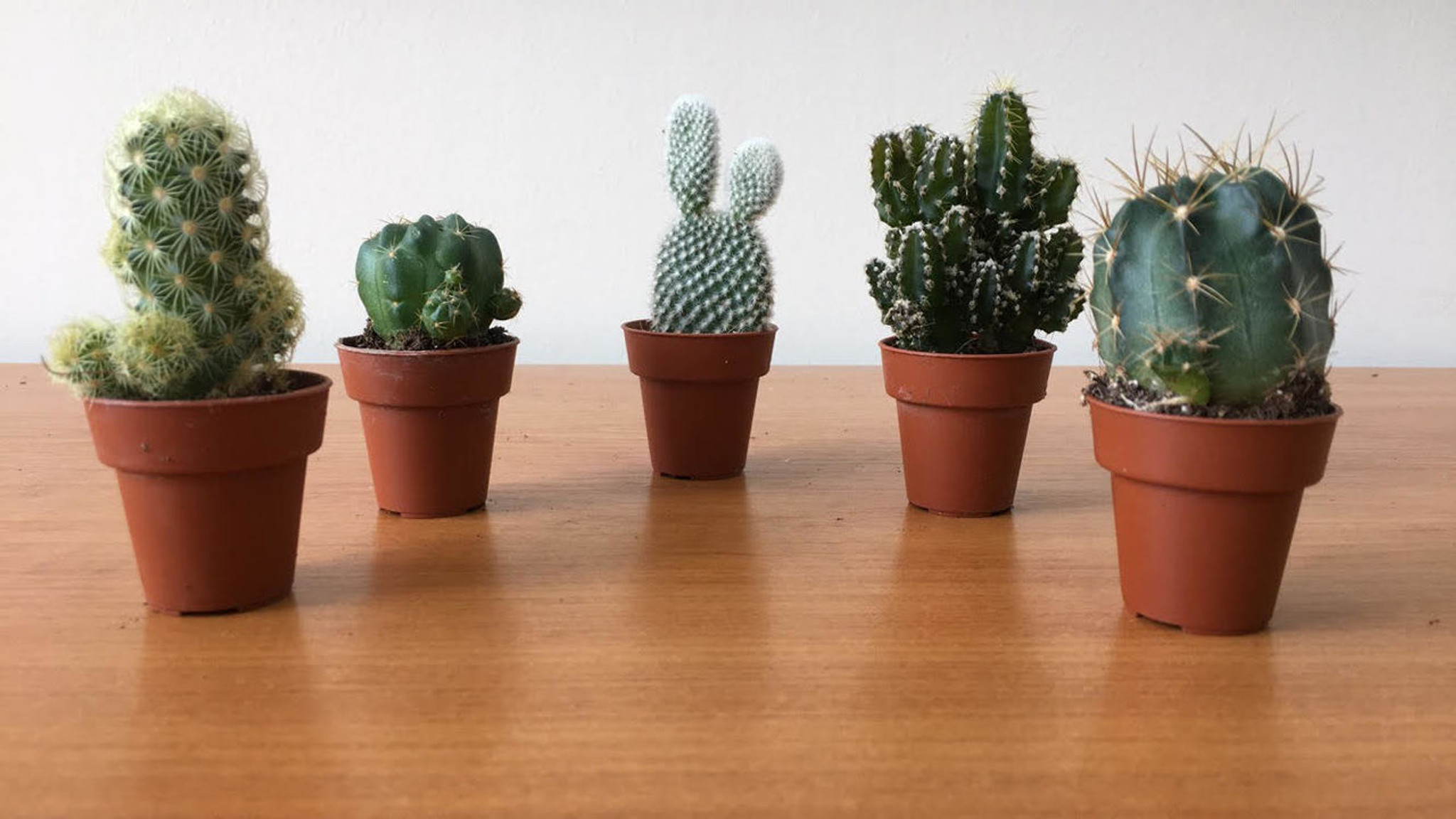 GIFT SET of 5  Sweet Little Cactus .
Limited Stock.