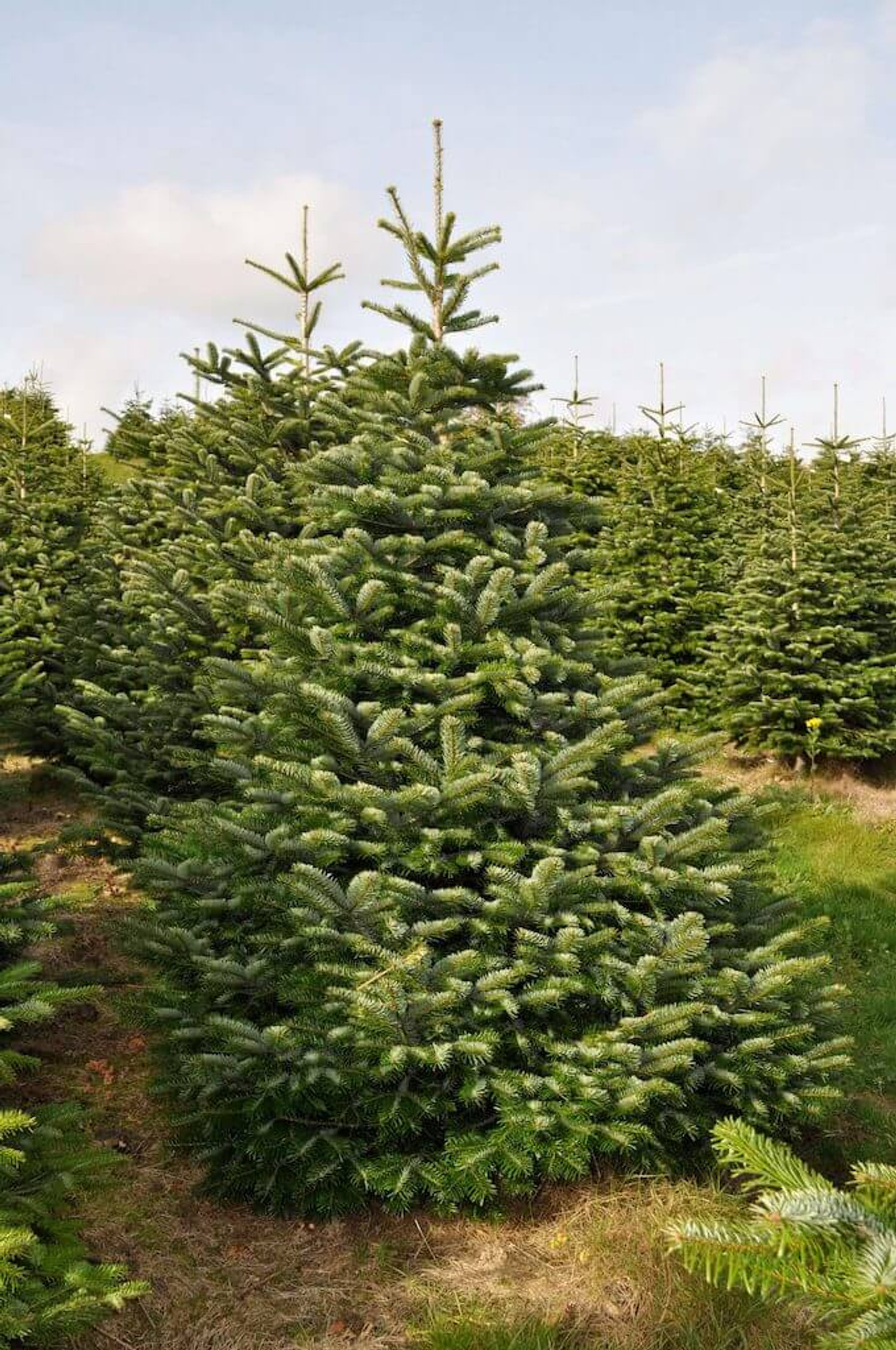 Christmas tree Cut 10ft Nordmann Fir, Top Quality, Locall delivery /  collection Only