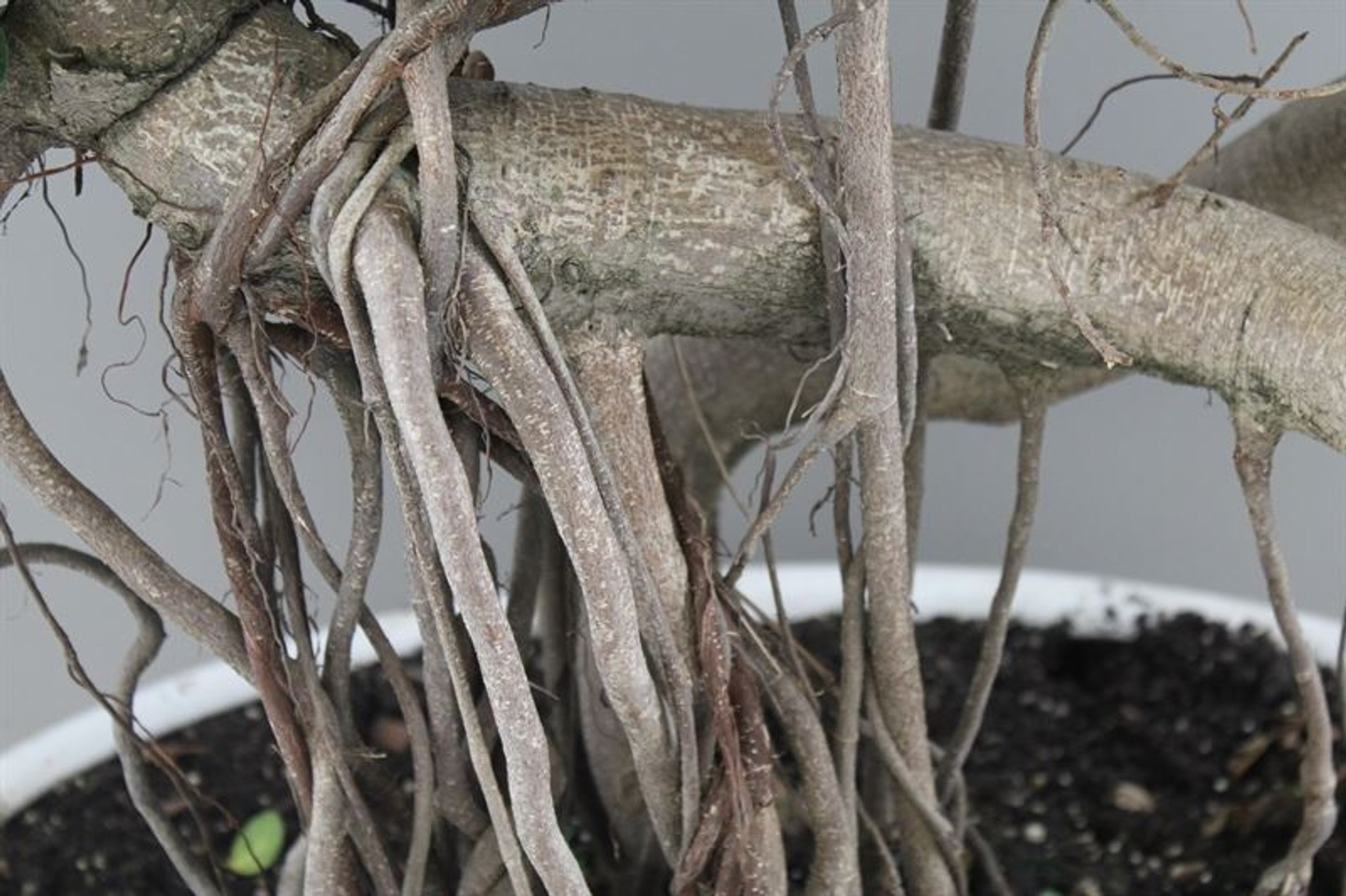 Ficus Ginseng Dragon Root