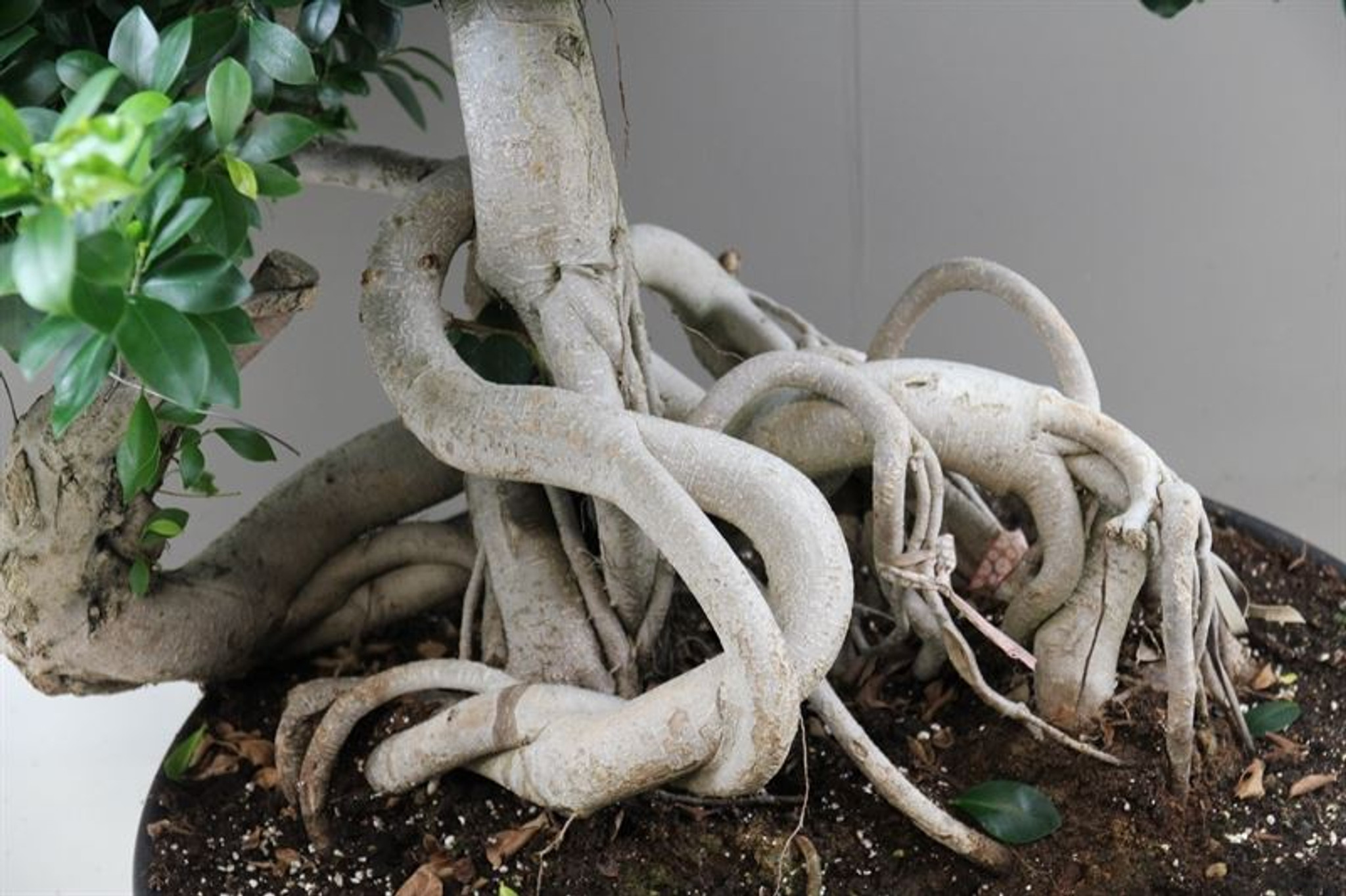 Ficus Microcarpa Special Dragon
