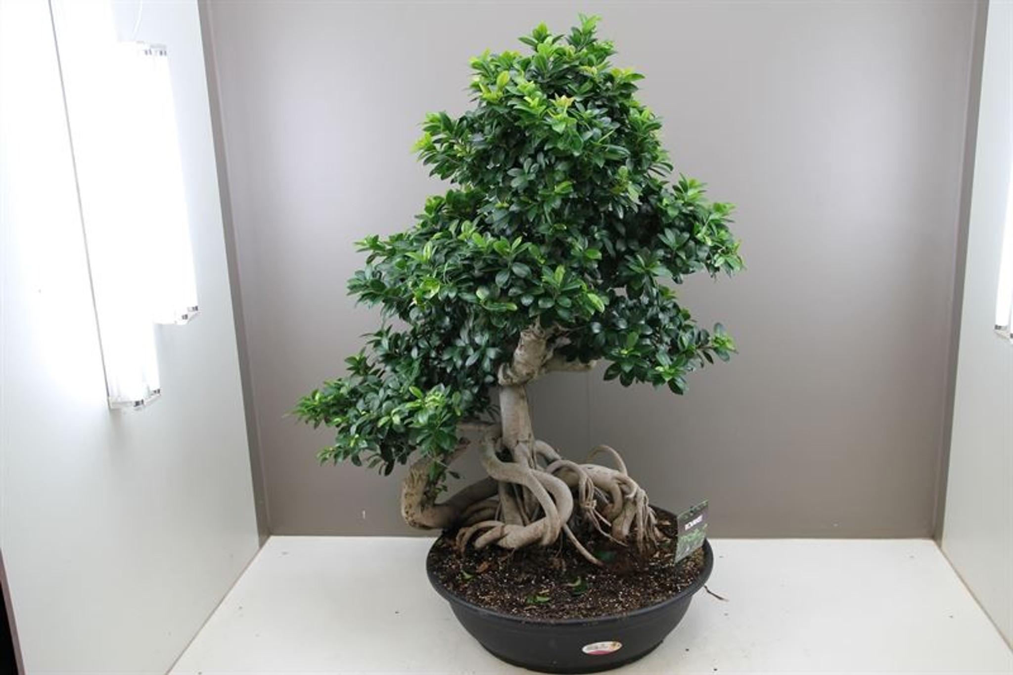 Ficus Microcarpa Special Dragon