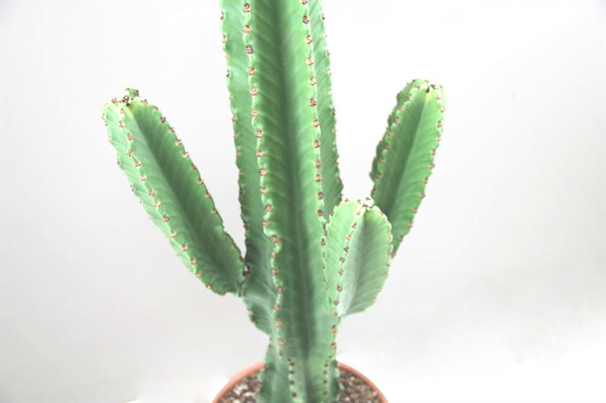 Large Mature cactus in a terracotta pot , for garden , office or as a gift for a cactus collector , Euphorbia Ingens.
Order  online we deliver to any address.