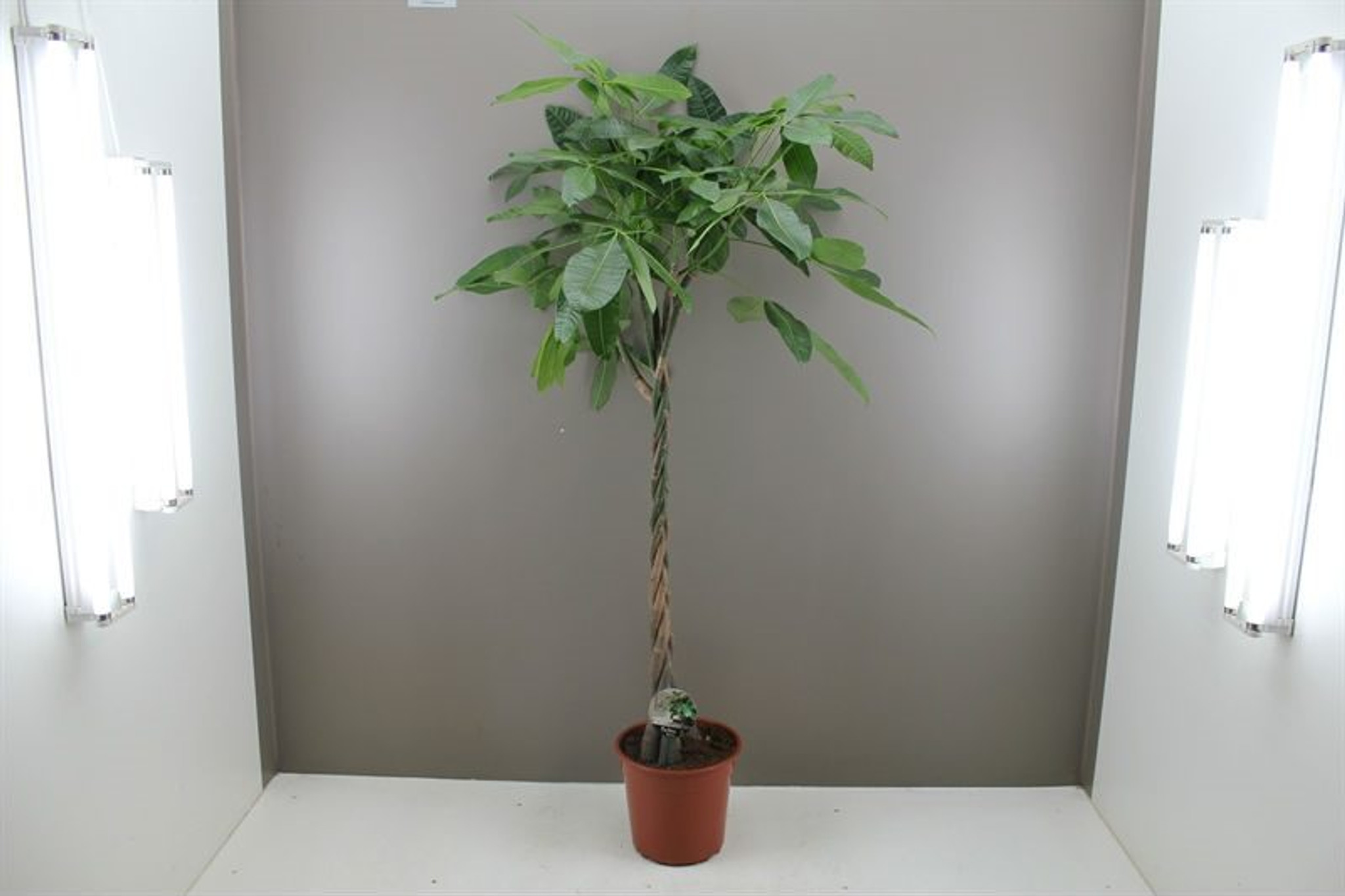 Large plaited money tree