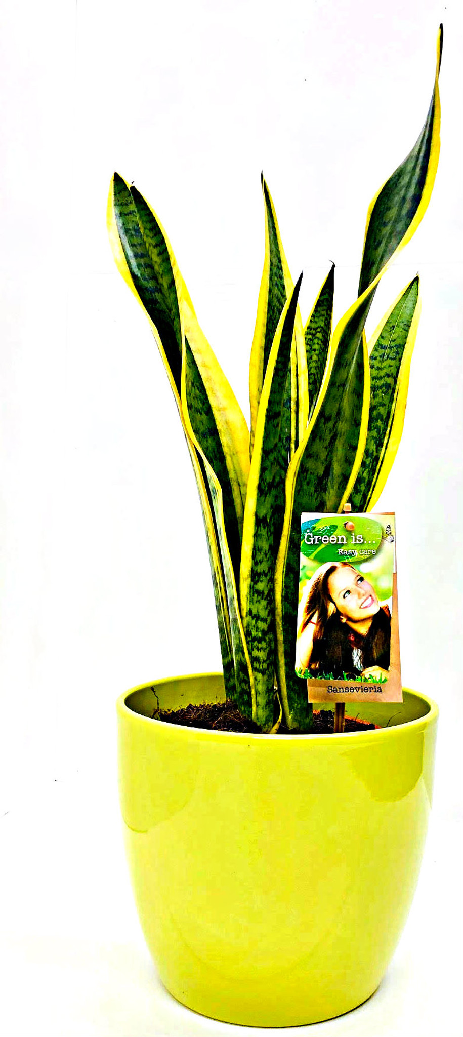 Mother's in law plant, sansevieria in green ceramic pot. Other options 