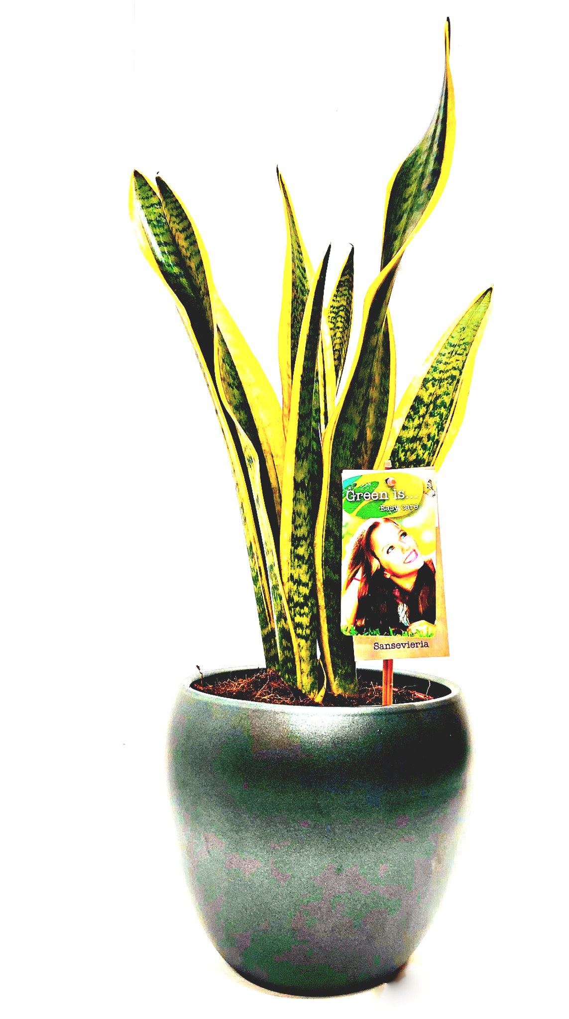 Other options : Mother's in law plant, sansevieria in black  ceramic pot.