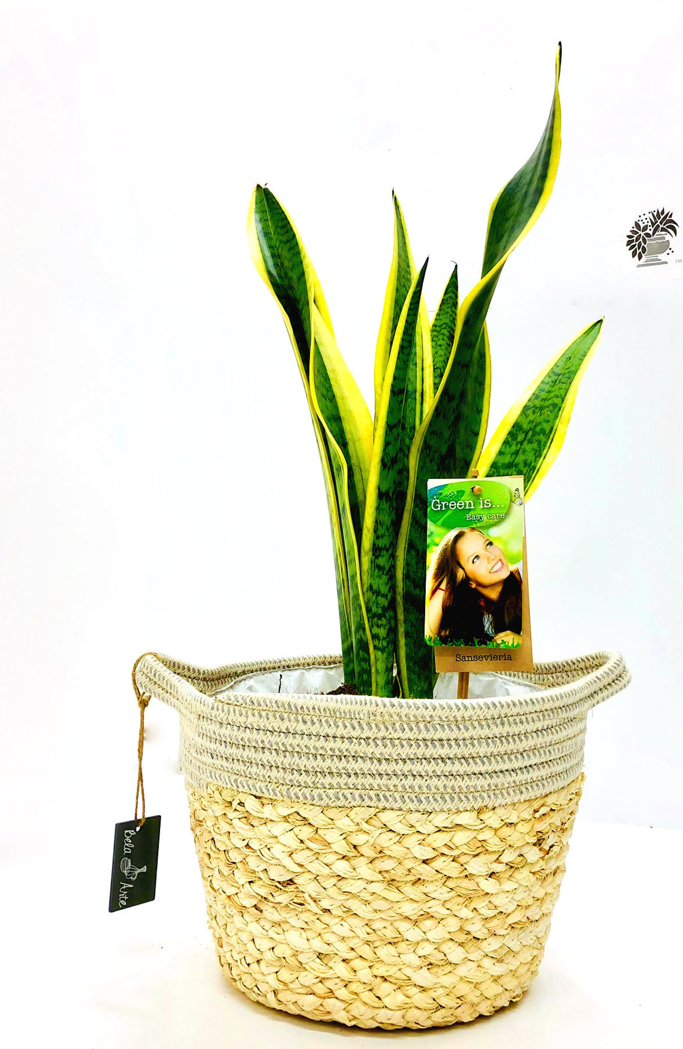 Other options : Large  Mother's in law plant, sansevieria Planted in a white white basket with  waterproof liner sawed. Order online to any address fast delivery options.