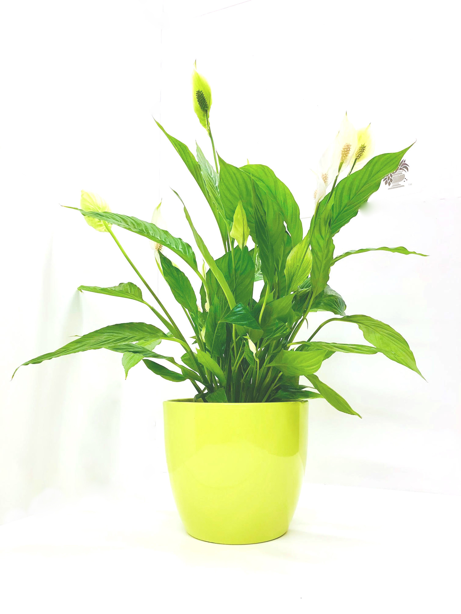  Indoor plant – Spathiphyllum Vivaldi - Height: 70 Green Glazed Ceramic Planter 