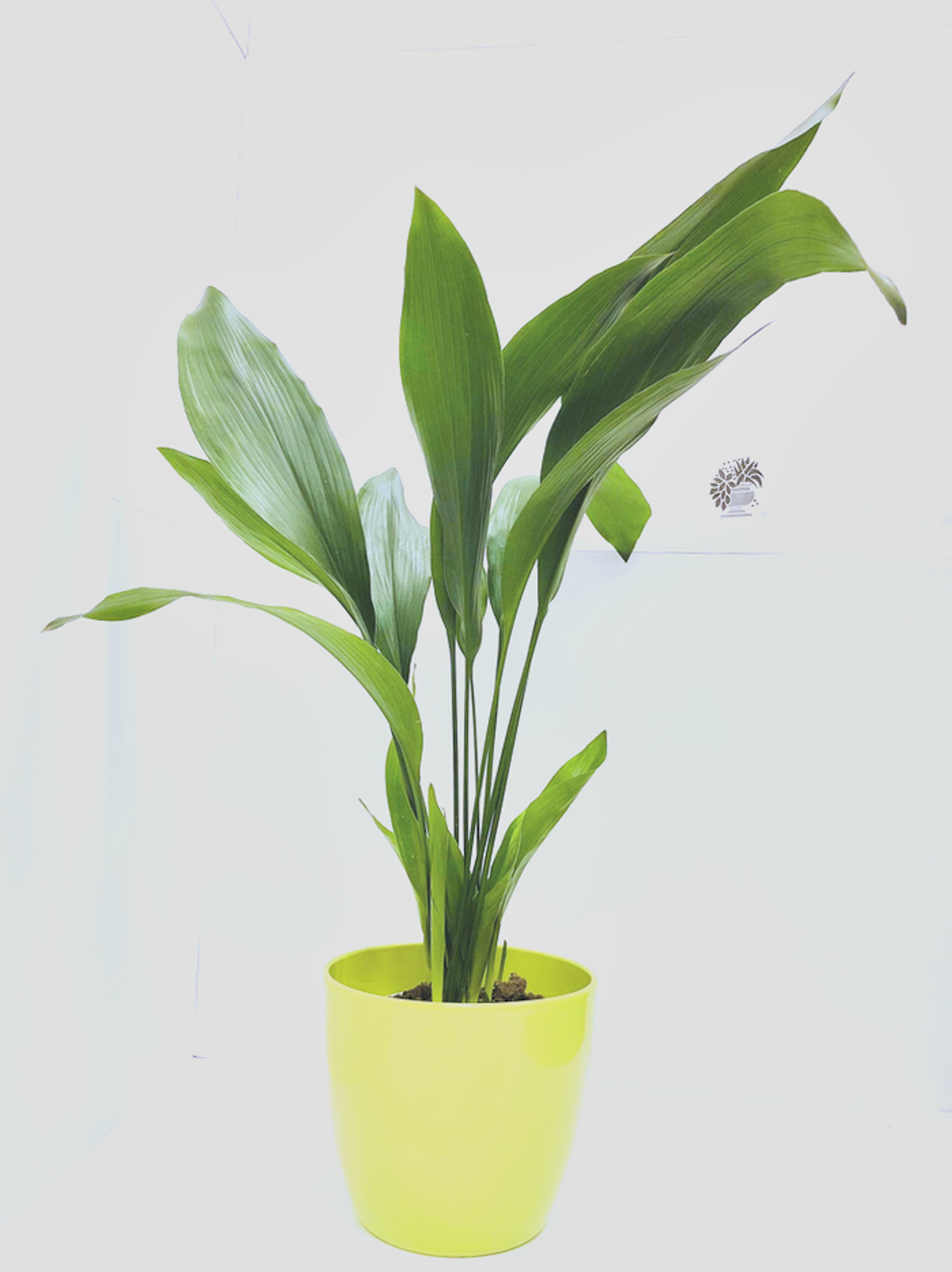  XL Common Aspidistra - Classic easy growing House plant With a Green  pot 