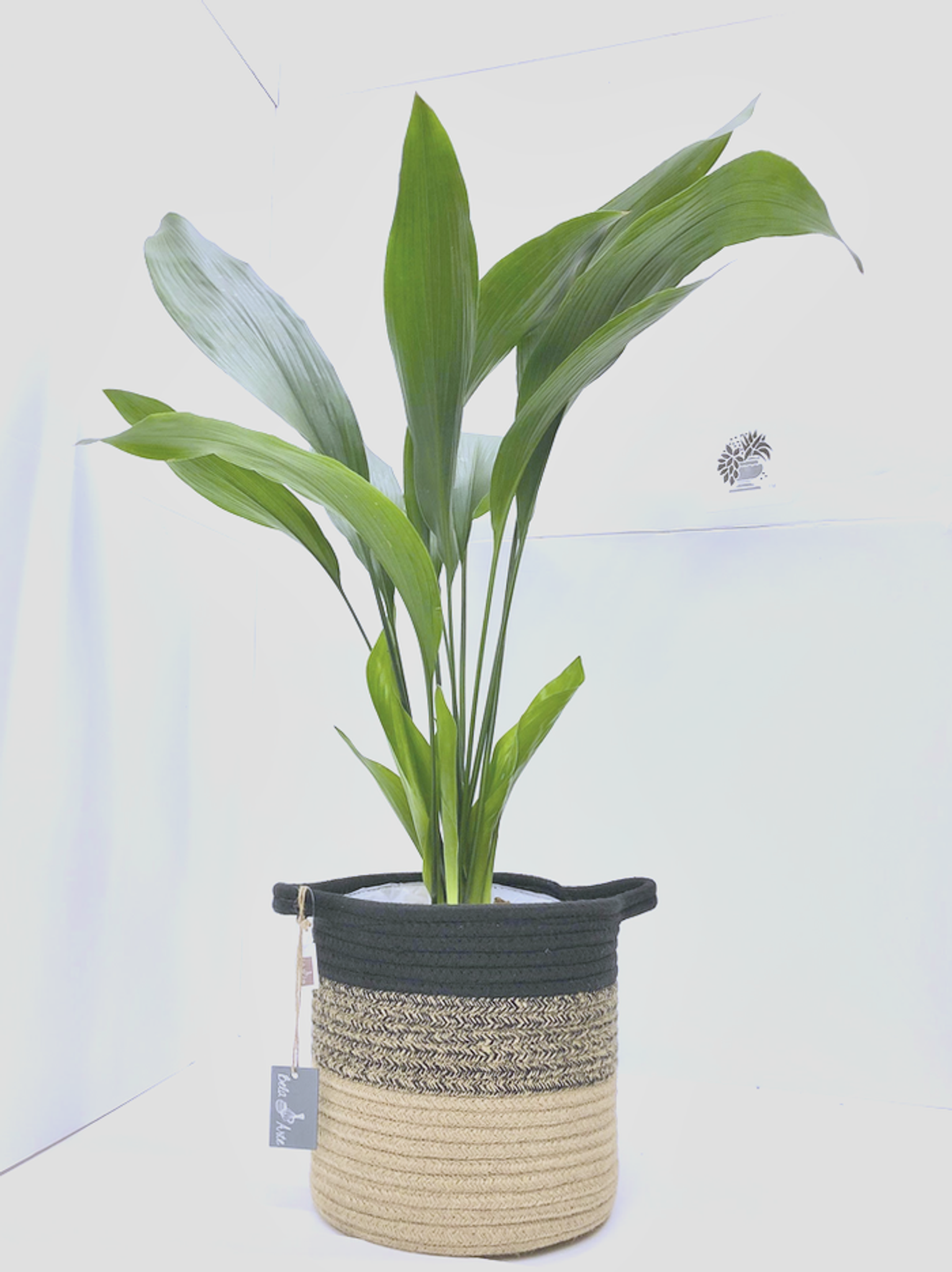 Xl Aspidistra, easy care classic plant with a white and natural  basket planter. 
Ideal house plants.