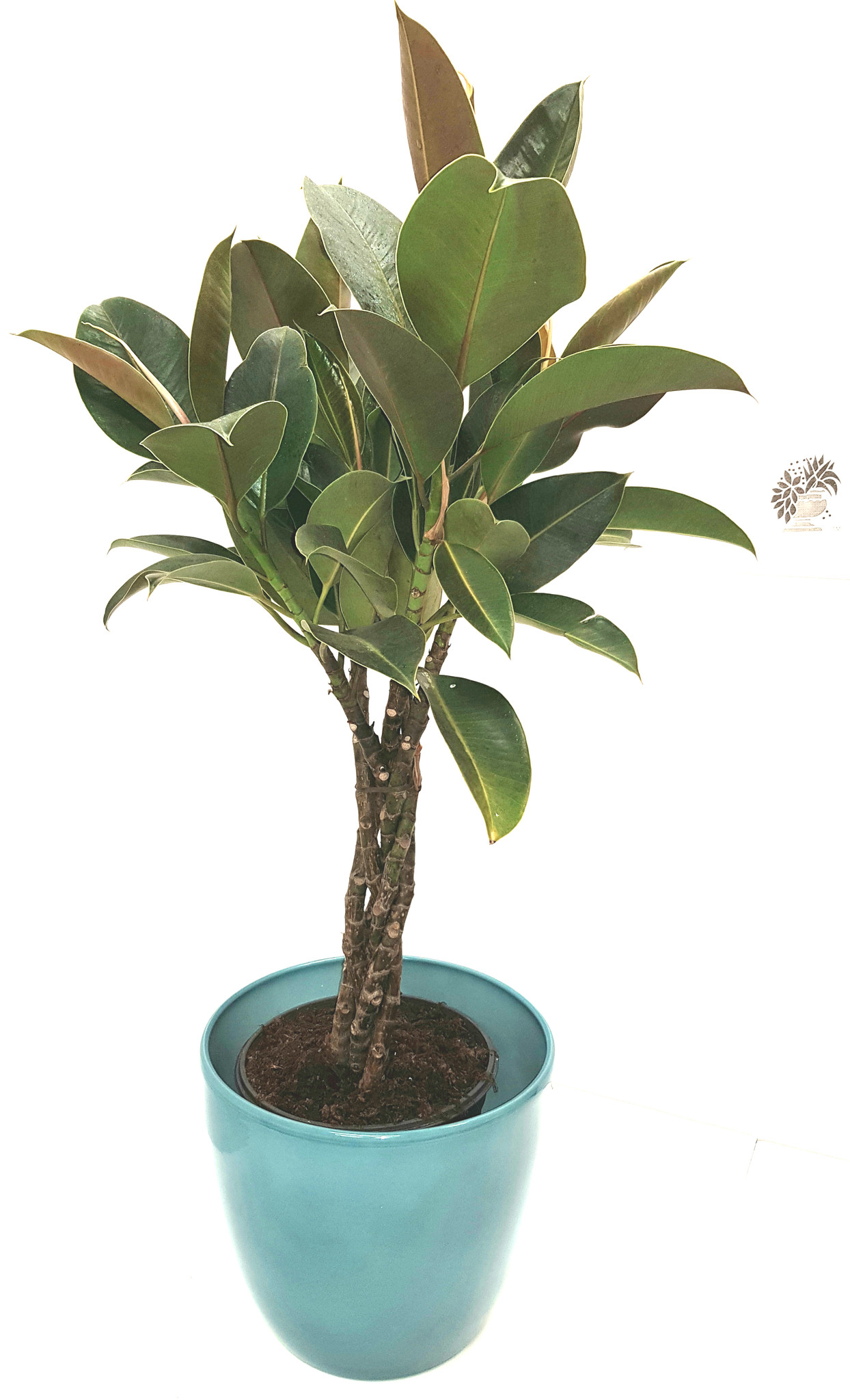 Quality Blue ceramic pot with a braided stem Ficus elastica.
Easy to grow , large shiny leaves with red marks air purifying house plant.