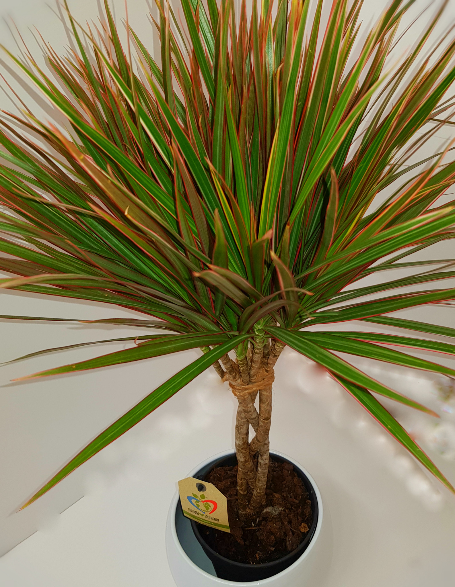 2 colours leaves variegated  Dracaena, Elegant Braided stem and a beautiful handmade planter 