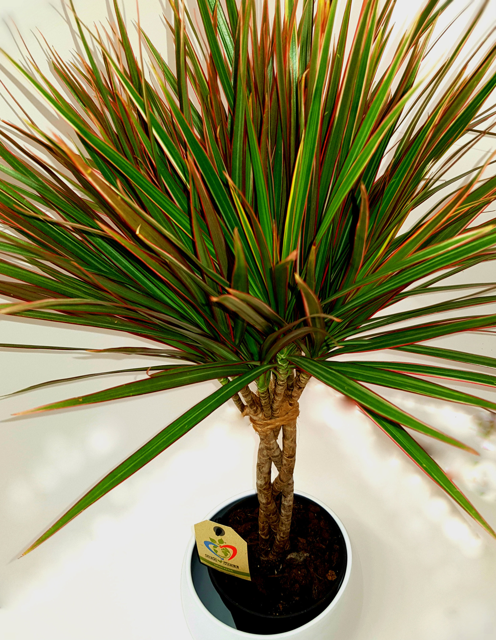 Dracaena bicolour picture from above   