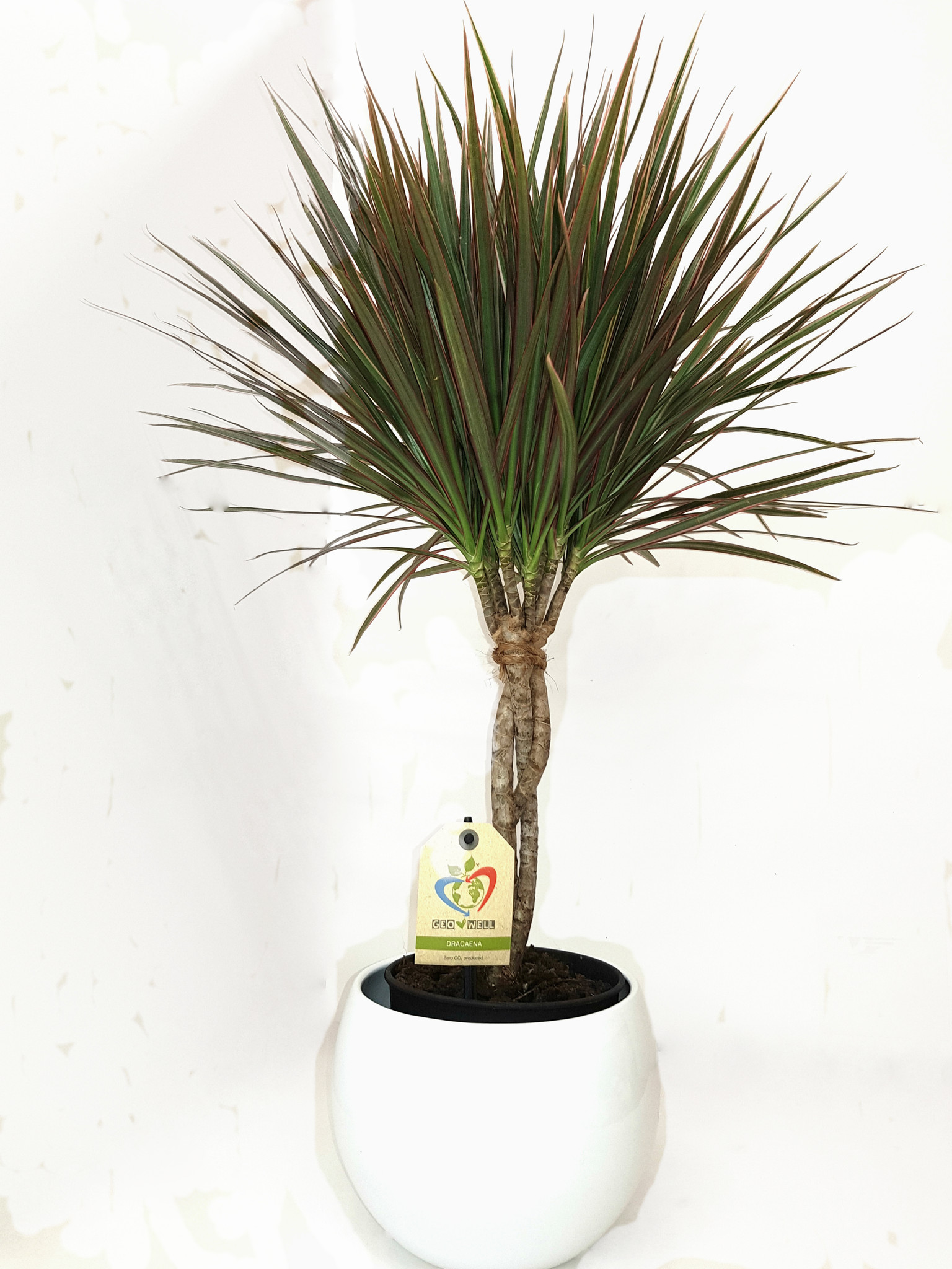  2 colours leaves variegated  Dracaena, Elegant Braided stem and a beautiful white colour planter 