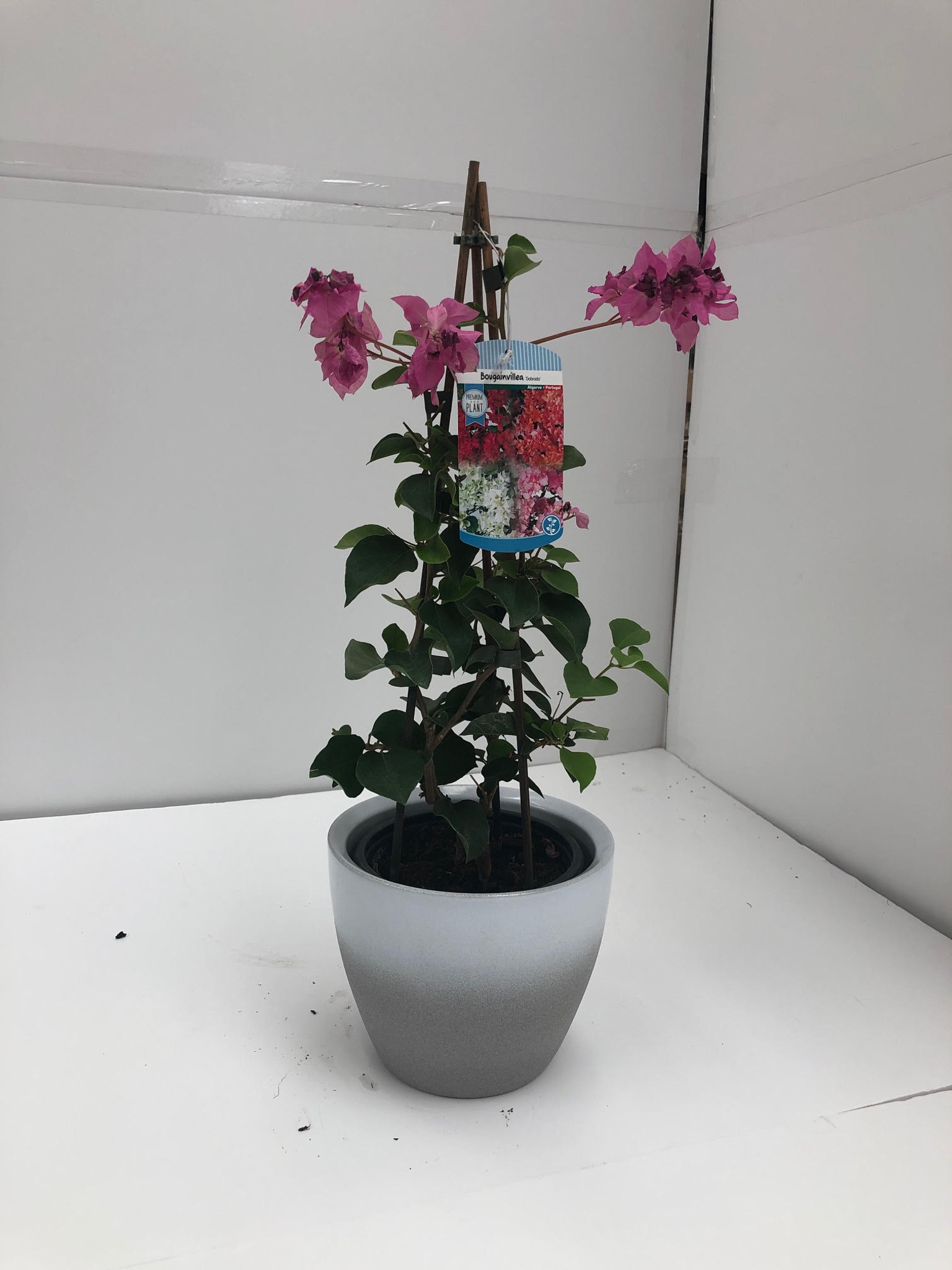 Bougainvillea plant 50-60cm tall with flowers .
Supplied with ceramic pot cover to prevent any mess. 