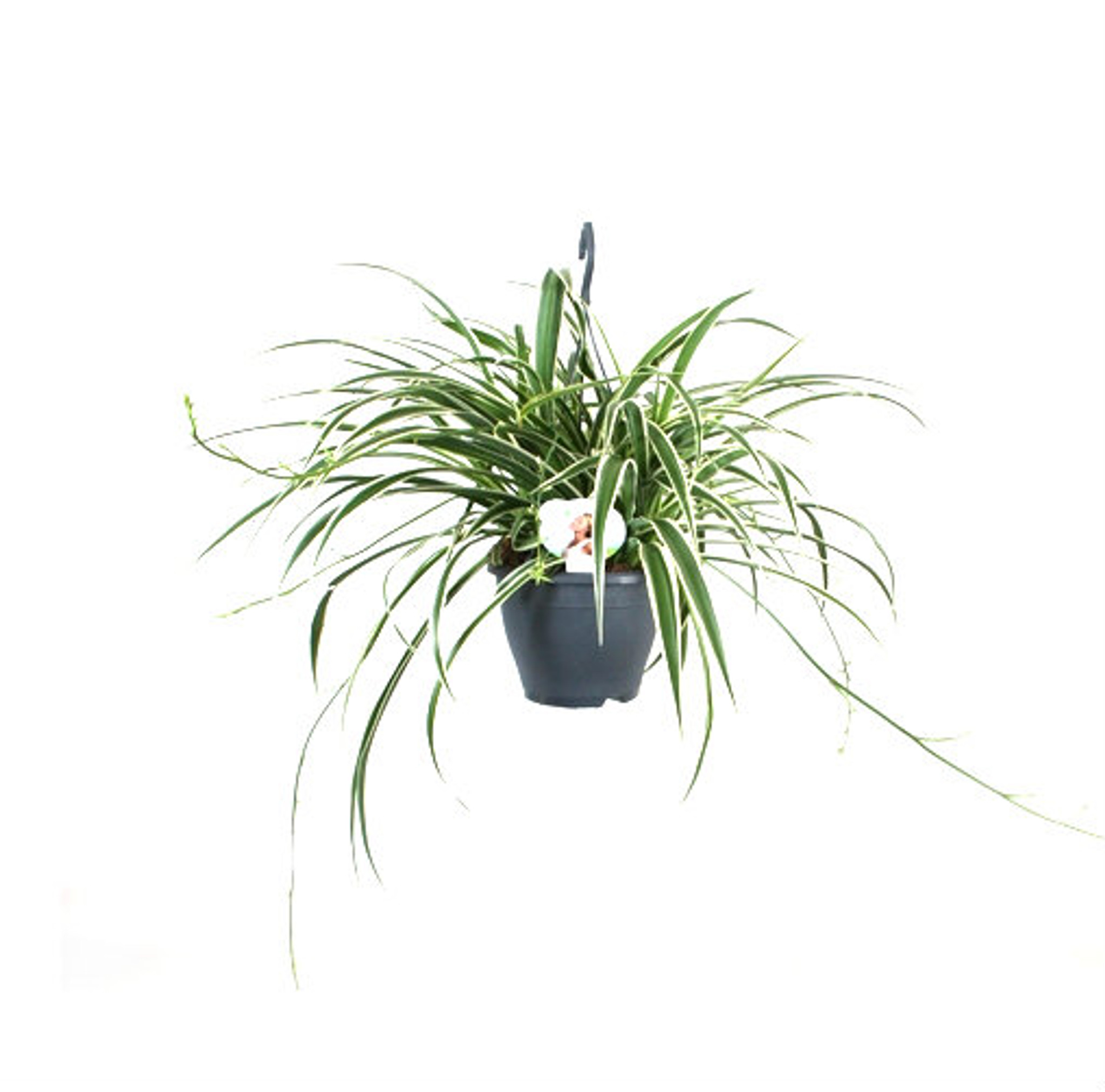 Large hanging basket pot size 18cm plant is about  60cm wide .

It will add charm and will pure the air in every room. 