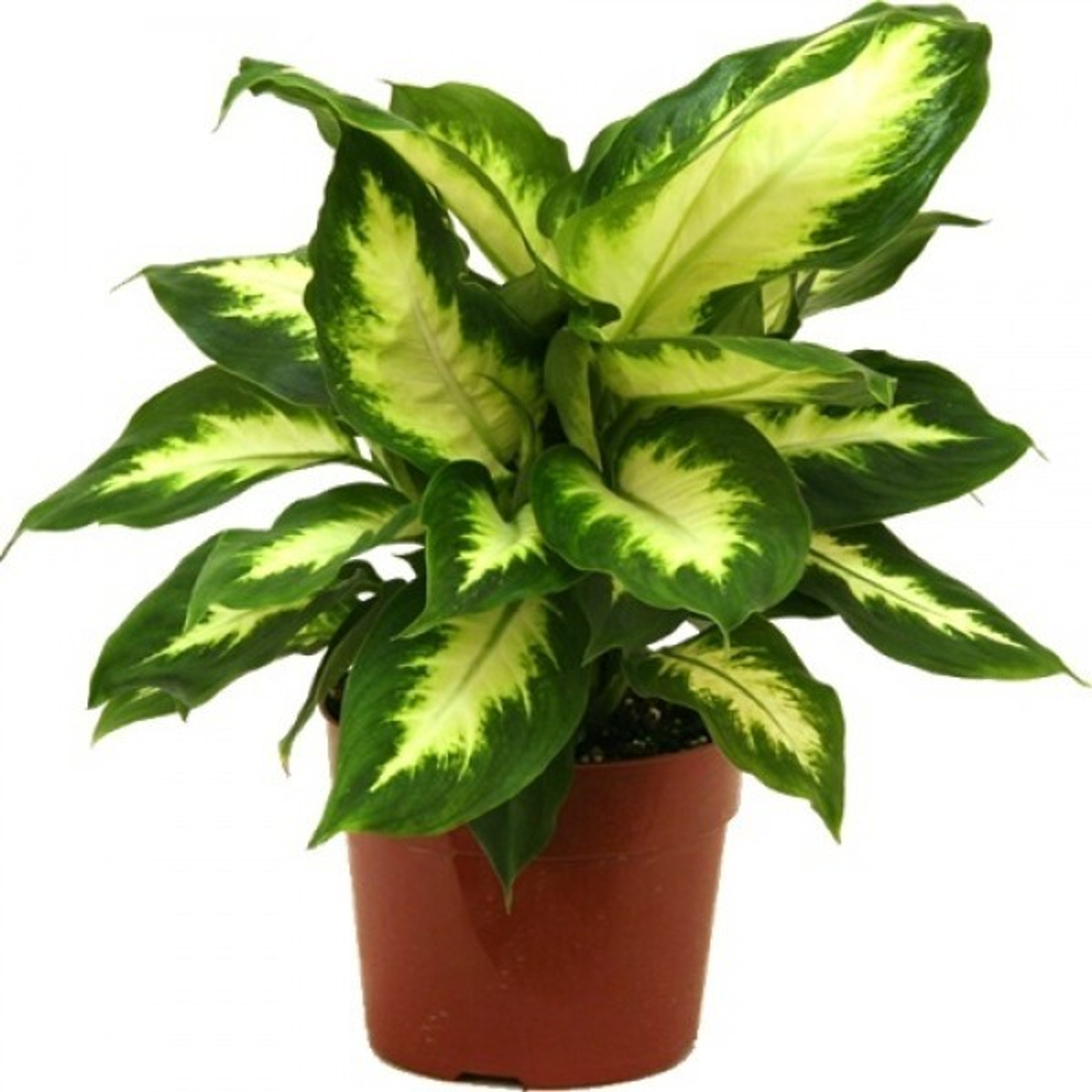 Dieffenbachia Camilla