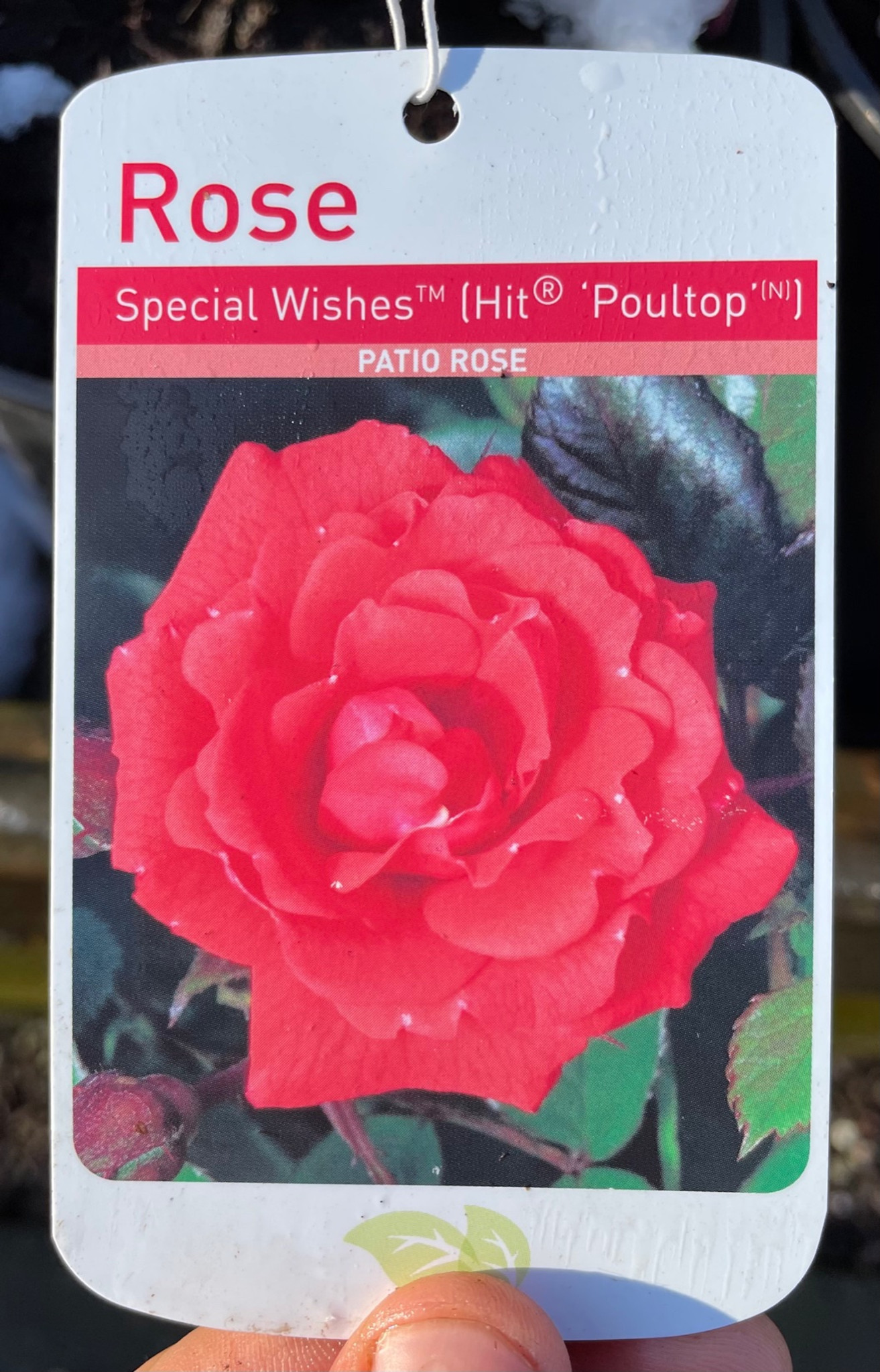 Special Wishes Potted Rose - 5.5 Litre Pot