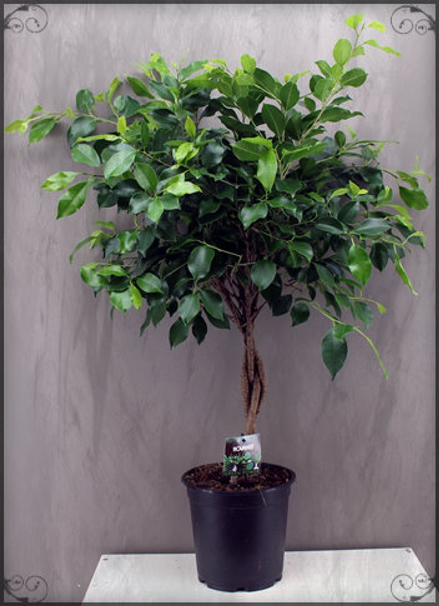 Twisted Stem Ficus , 65- 95cm tall, ( 2-3ft ) 
