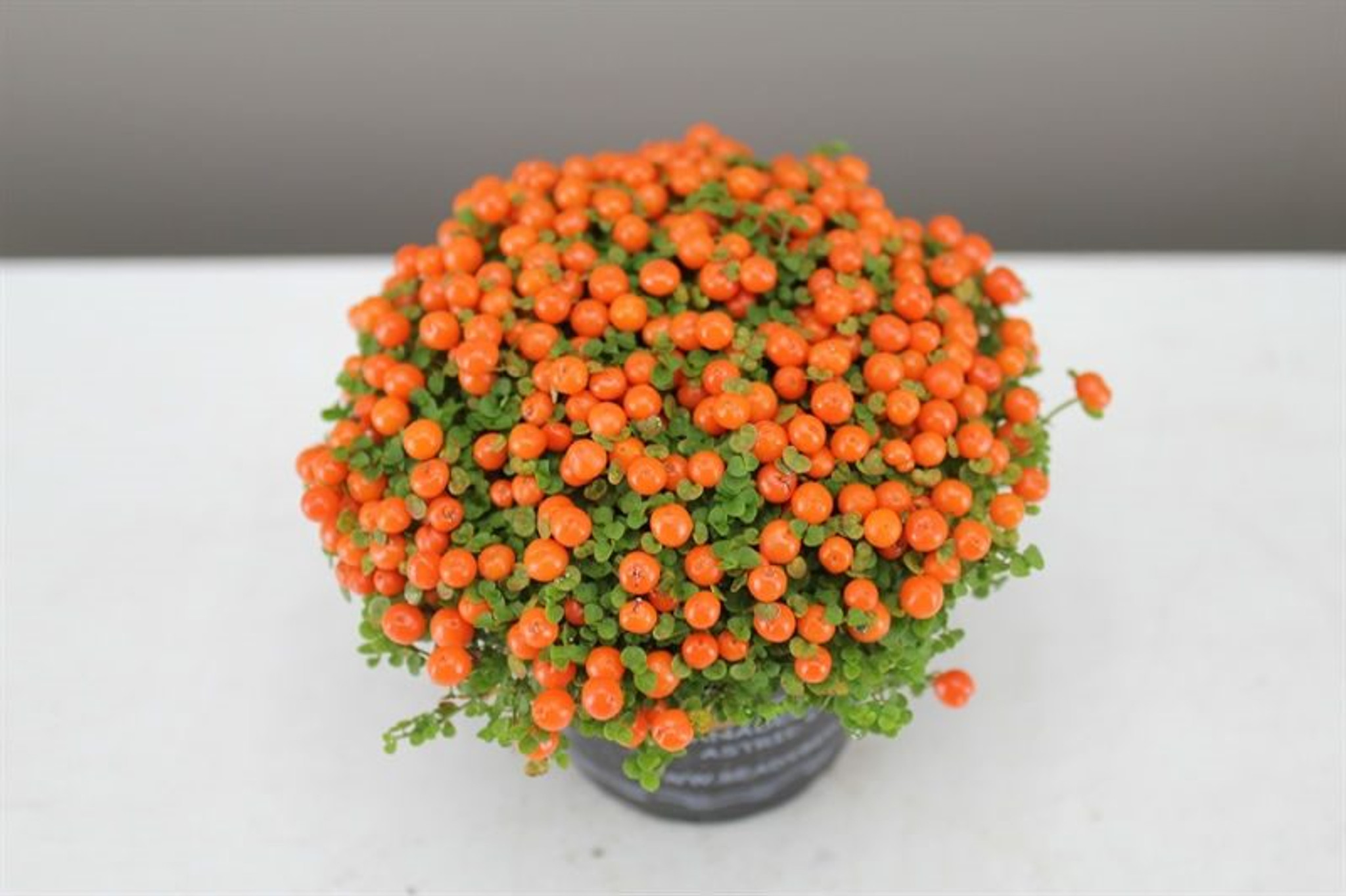 coral bead plant