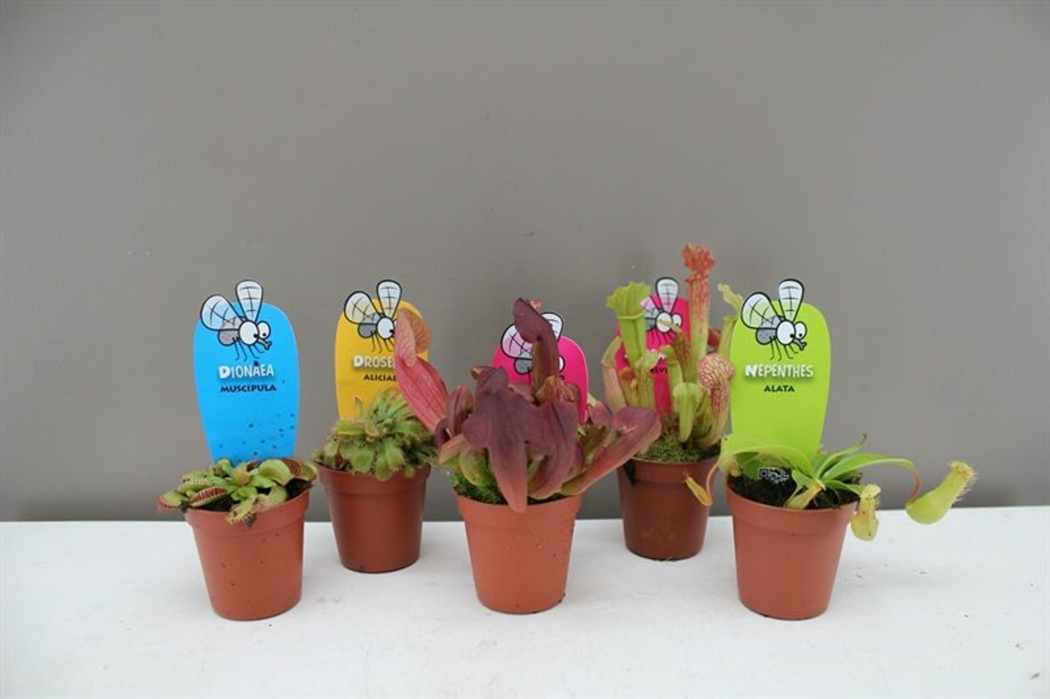 Mini carnivorous plant collection