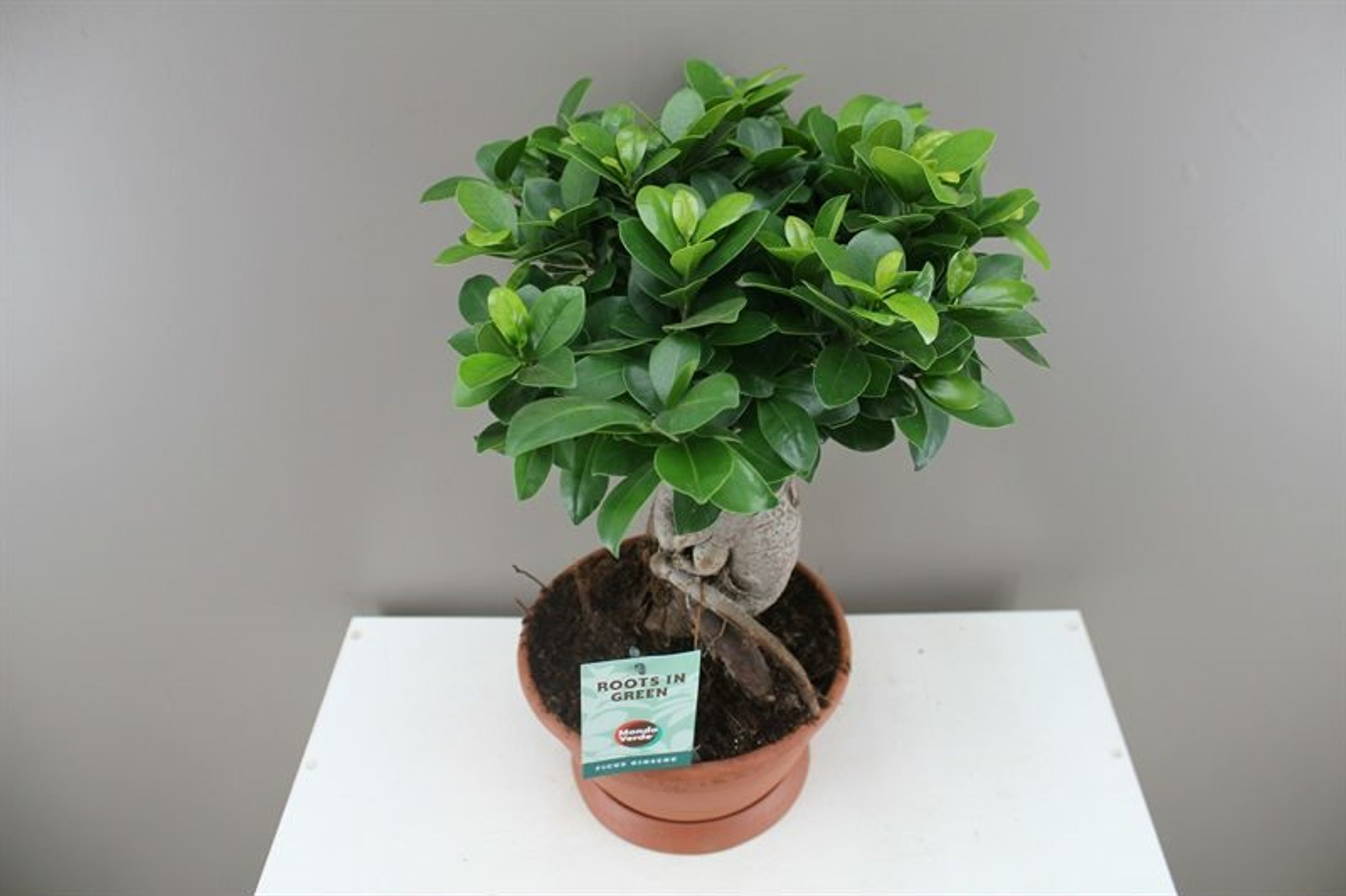 Ficus Bonsai