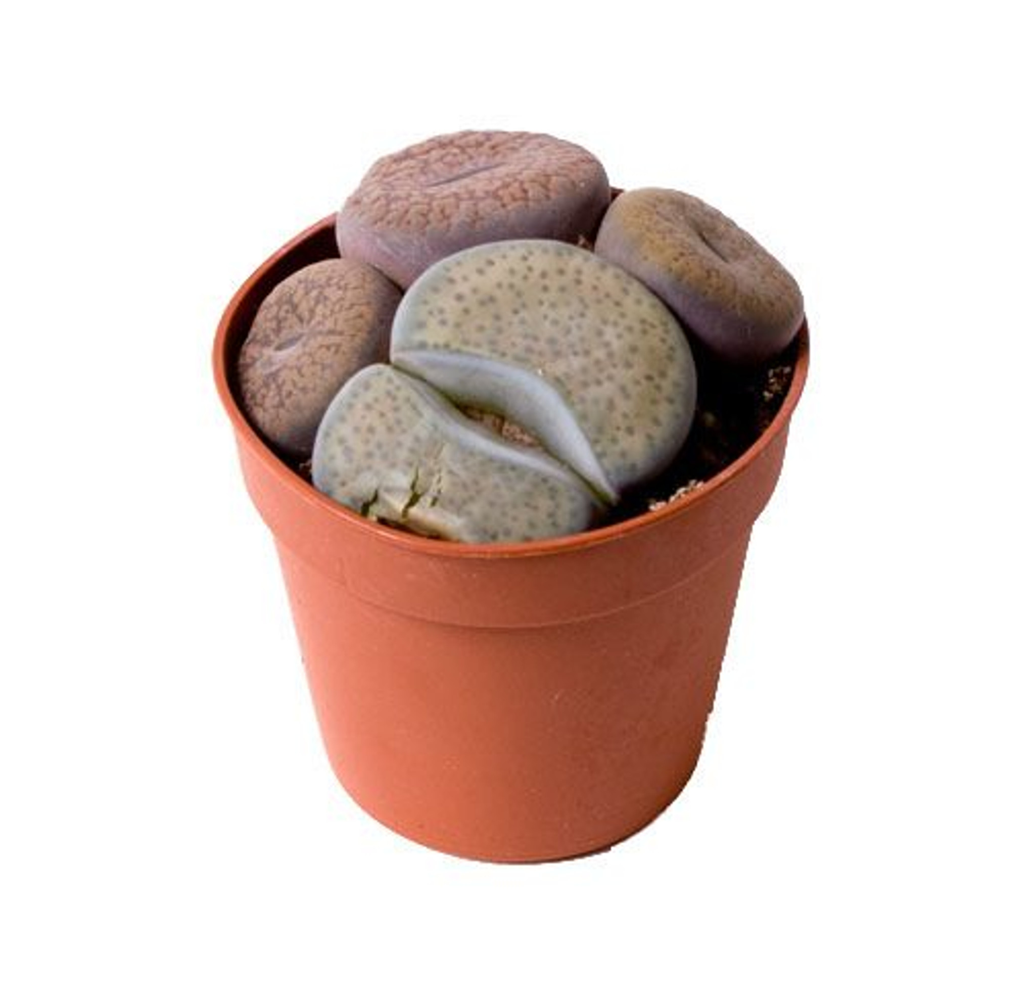 Lithops