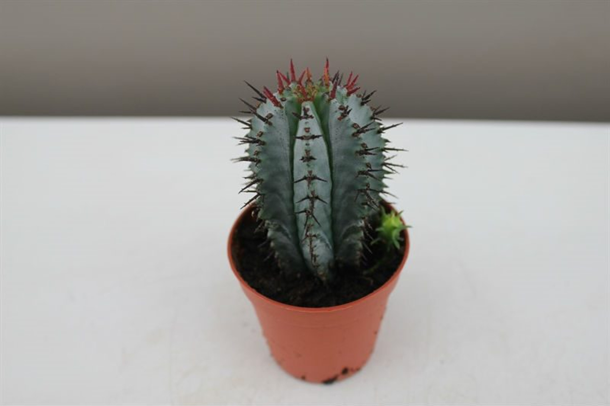 spiked cactus gift