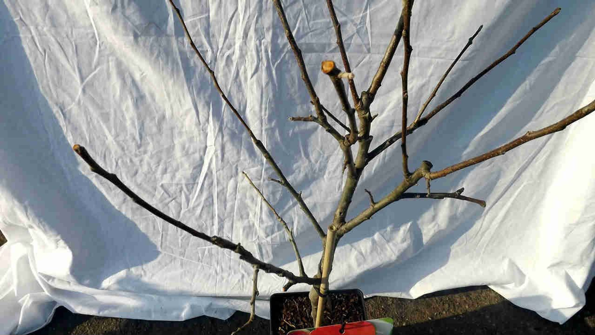 Patio Apple Fruit Tree