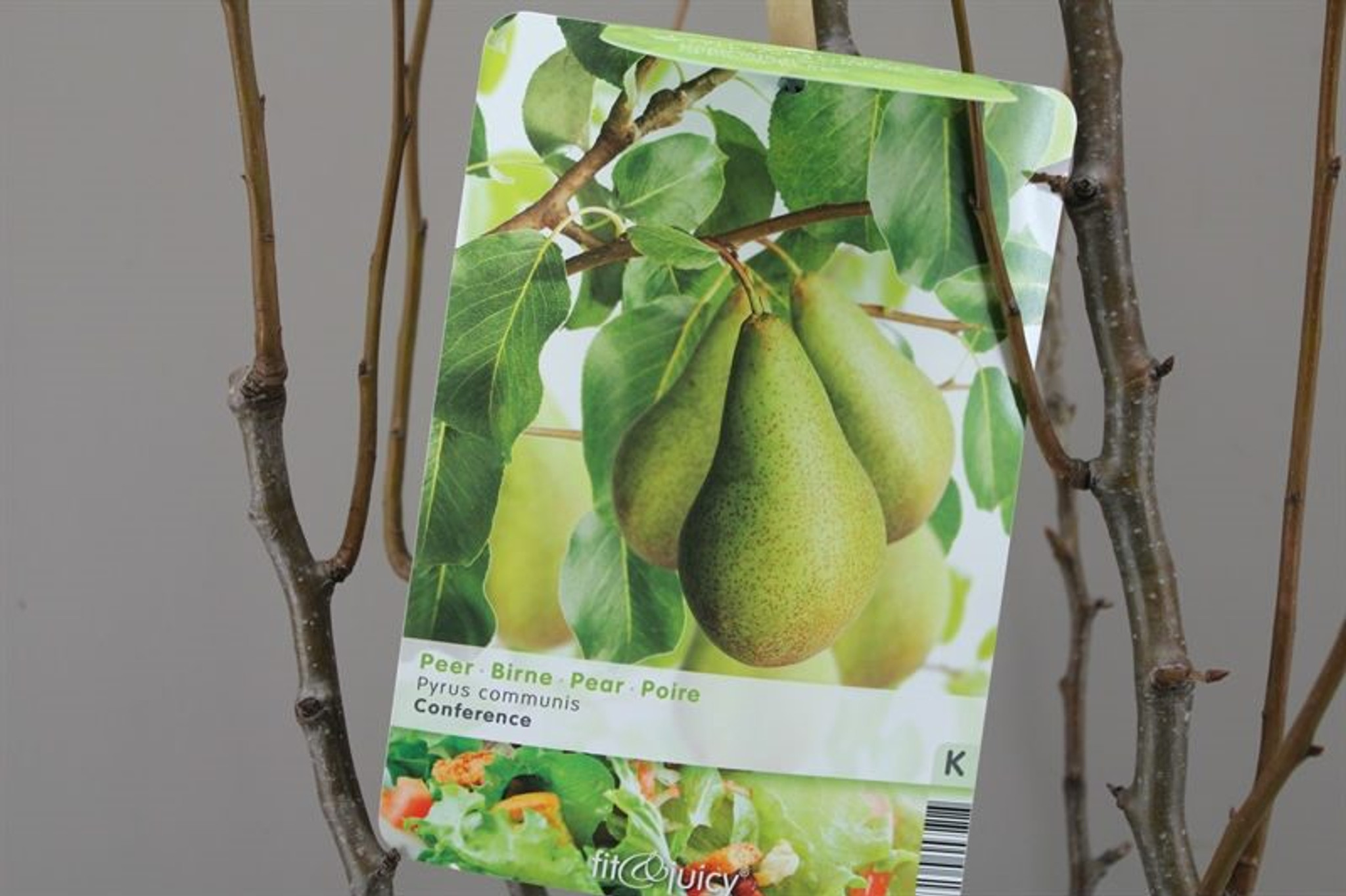 Dwarf Conference pear