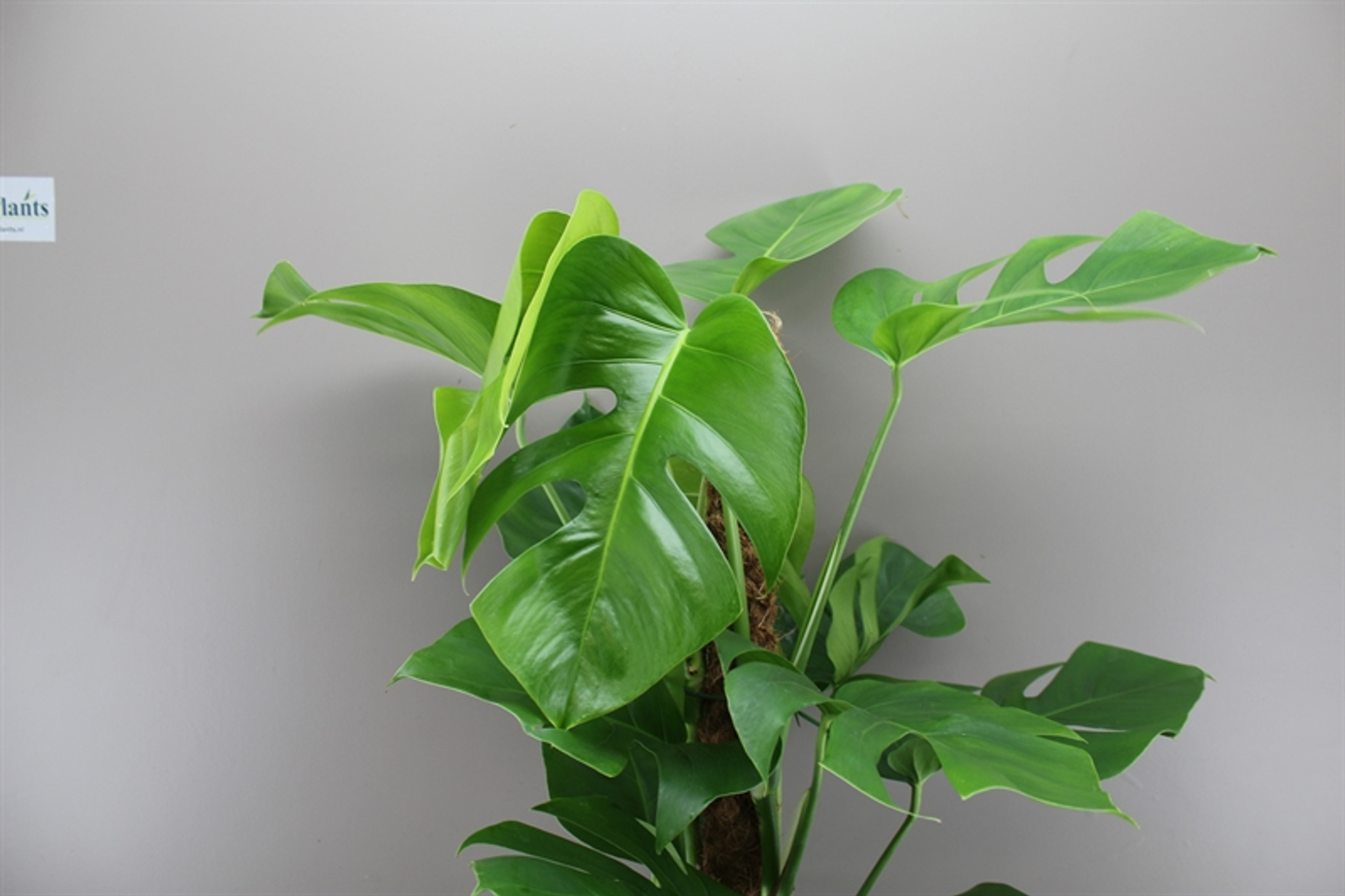 Swiss Cheese Plant - Provided with Moss Stick Support - 2 sizes 80cm and 115cm