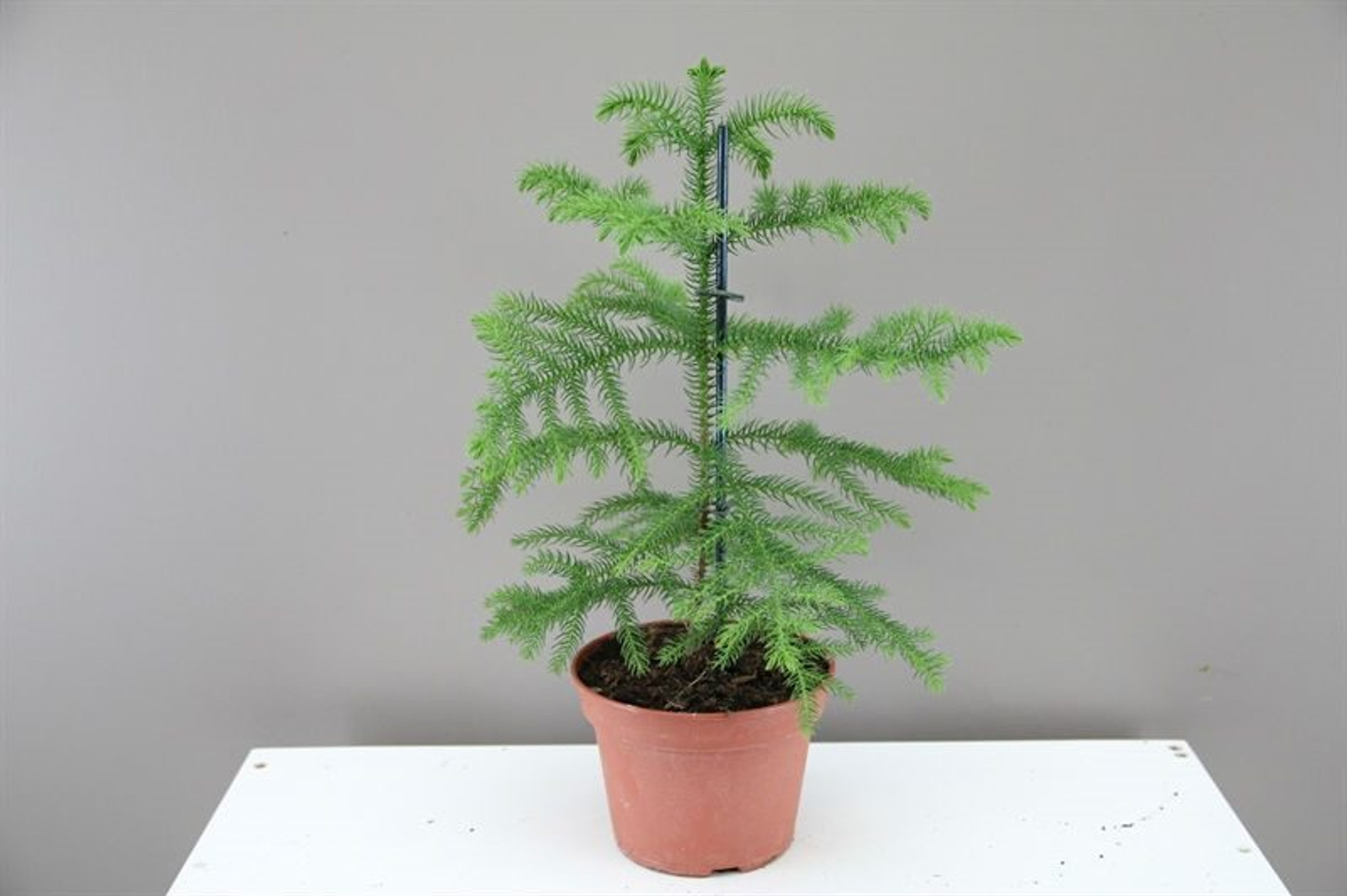 Latest Norfolk Island Pine Bonsai Tree Pink Wool