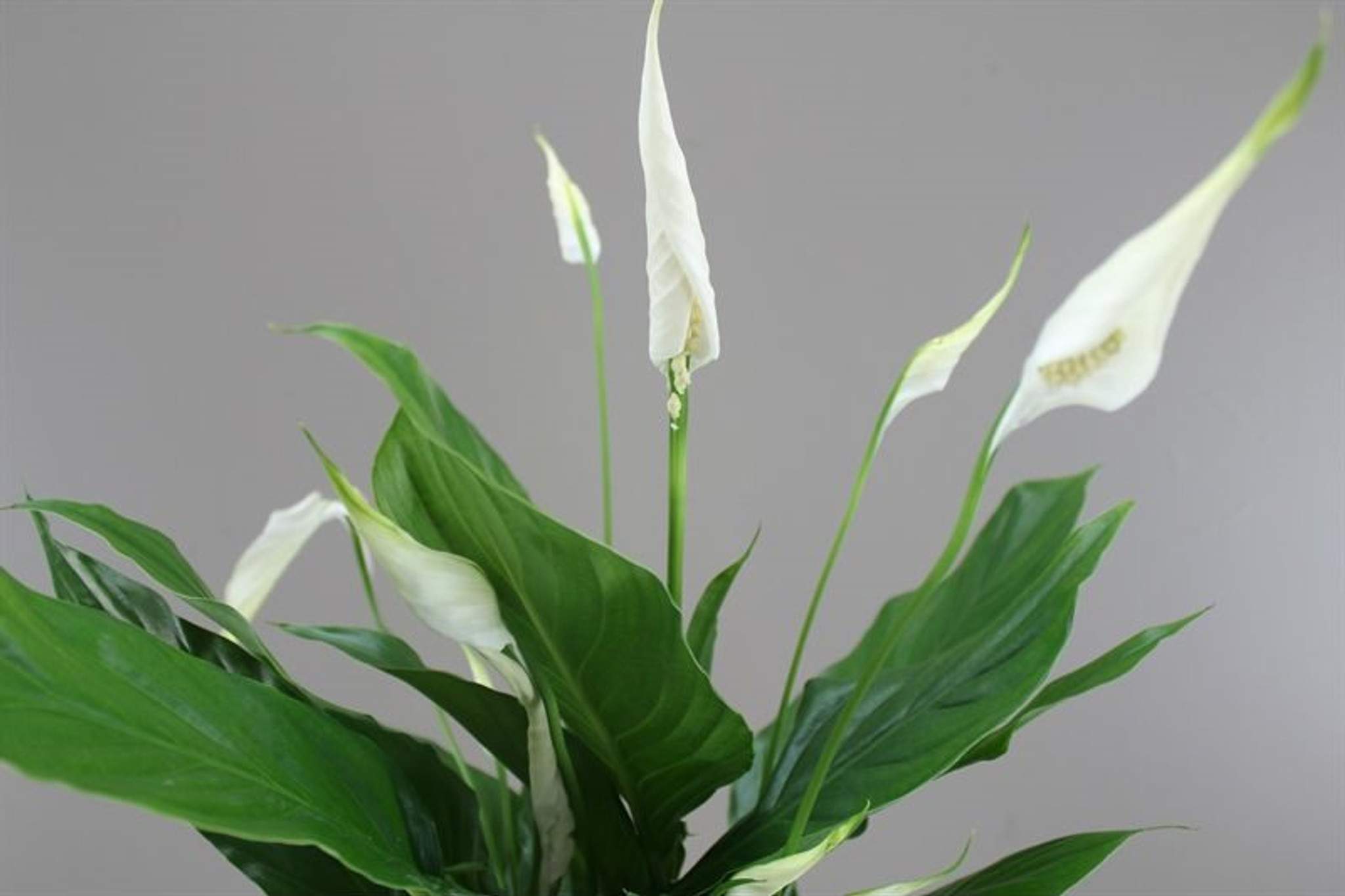 Spathiphyllum Sweet Silvio