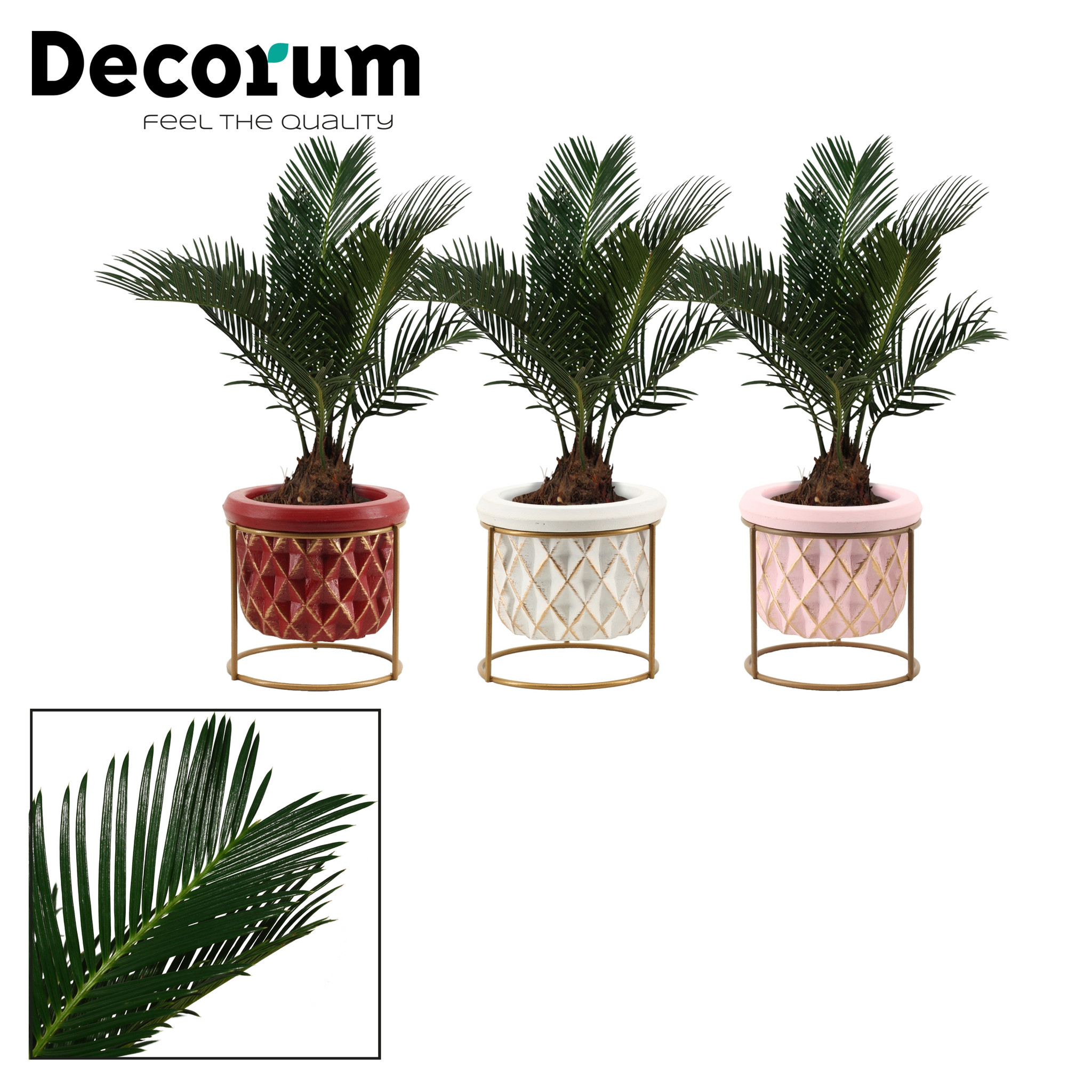 Cycas Palm with a  decorative pot and a metal stand , great on table/ desk  small area. ideal gift. Easy to grow.