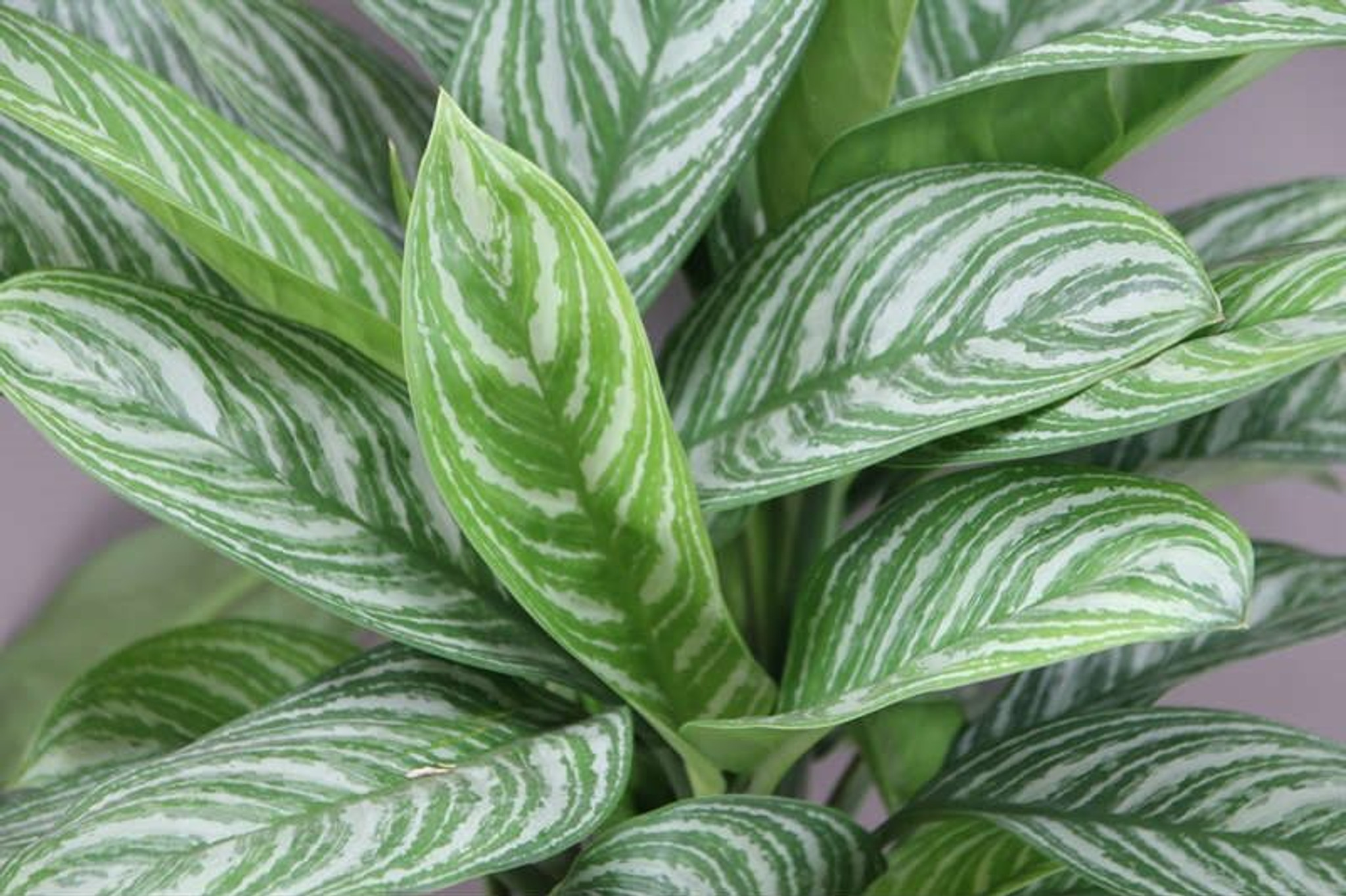 Aglaonema Striped leaves