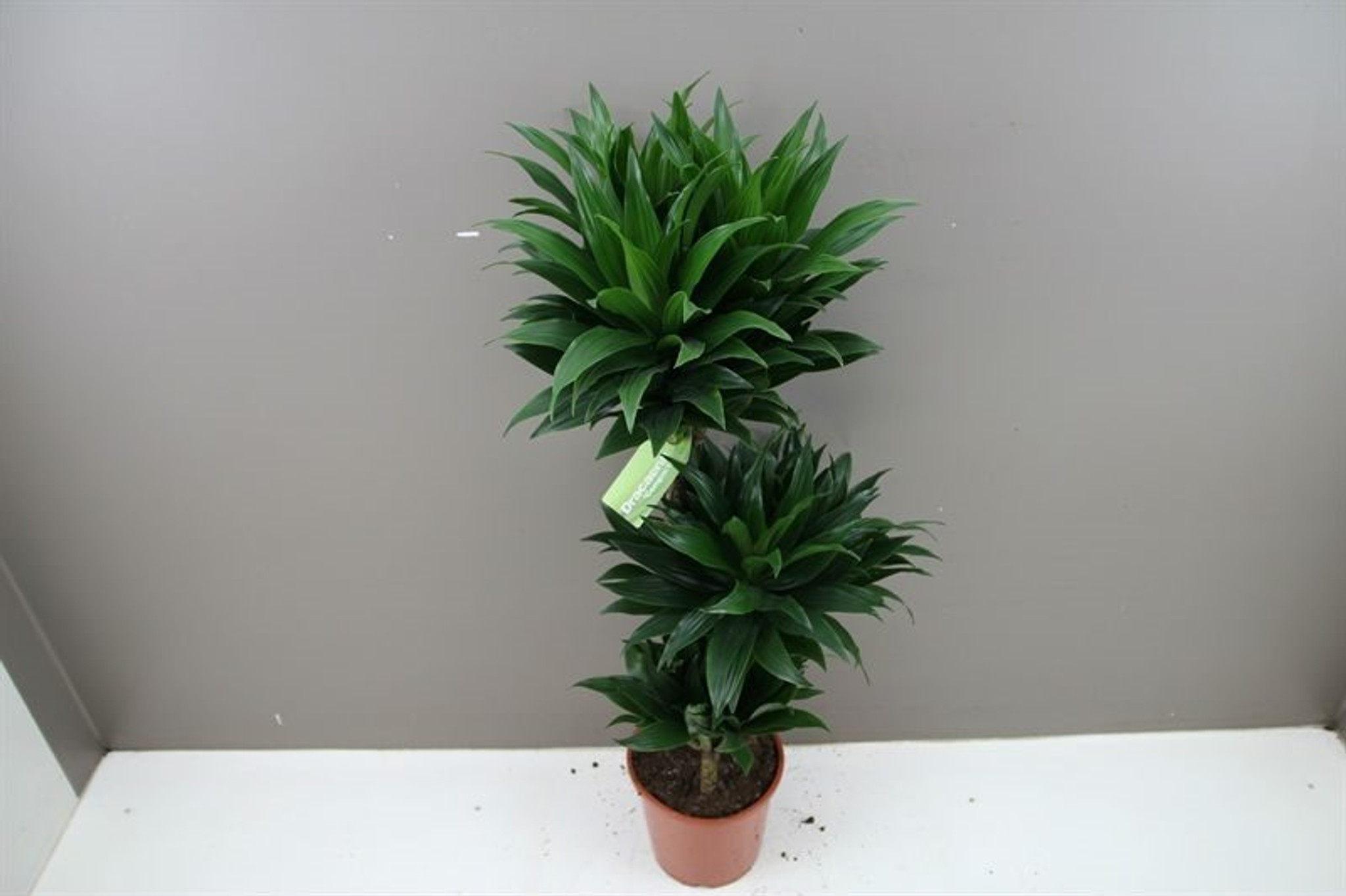 3 in 1 Compact Dragon Tree