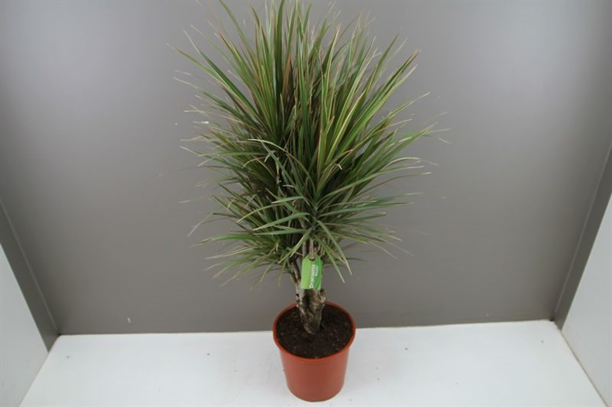 Dracaena mar Bicolor branched