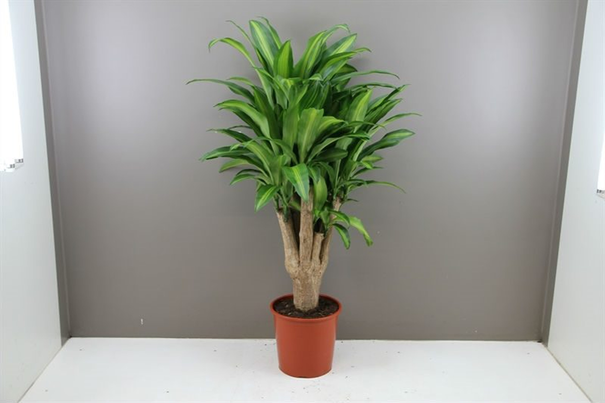 Dracaena Massangeana