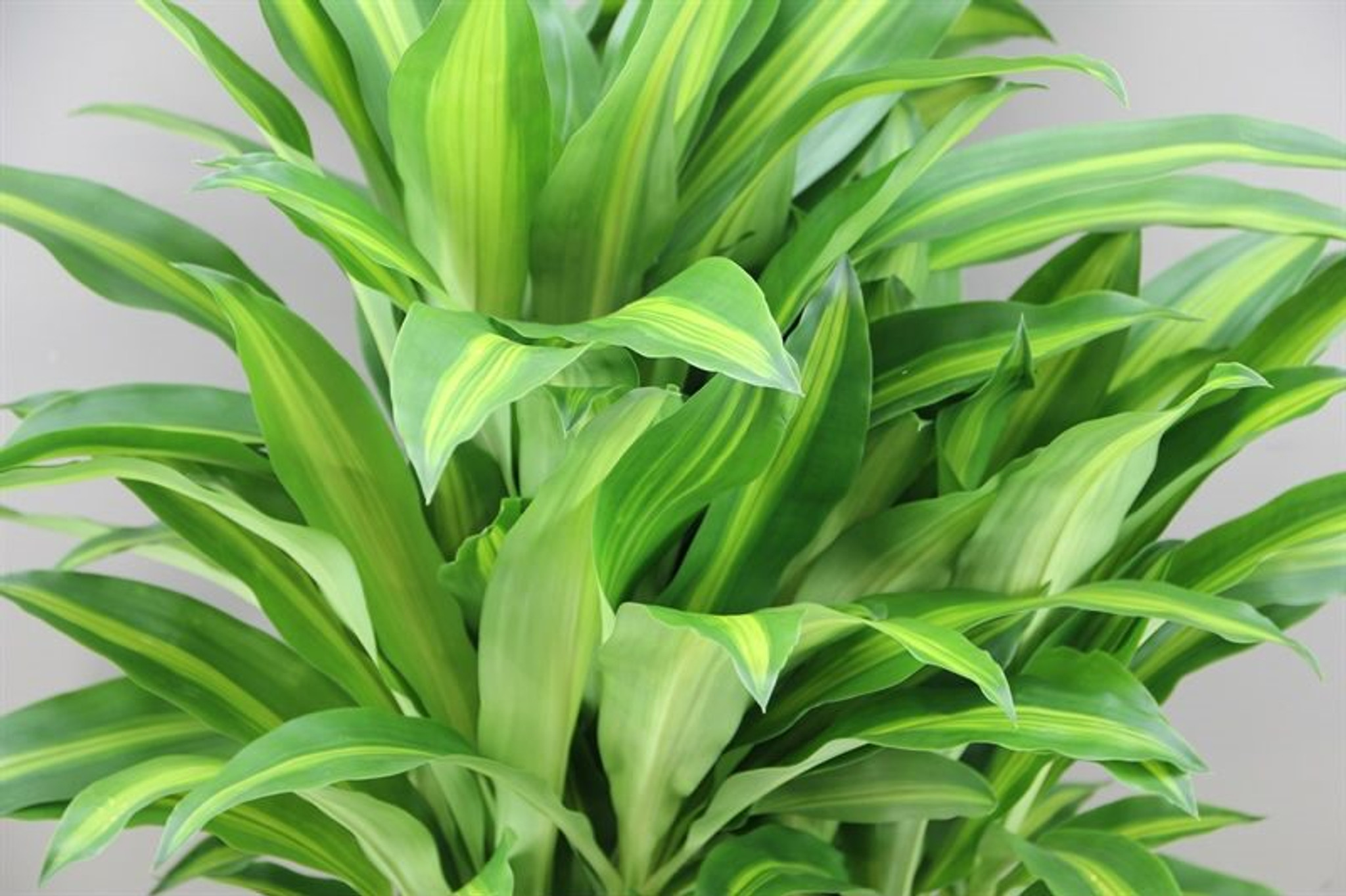 Thick stemmed Corn Plant