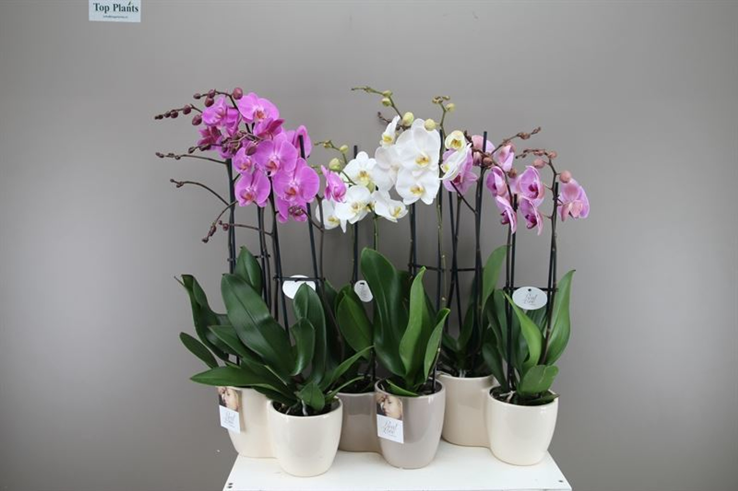 Flowering Houseplants - Best4Garden.co.uk - Online Plants