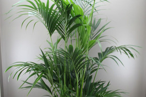 Exotic Kentia Palm Tree