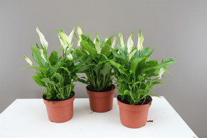 Decorative Peace Lily Gift
