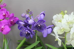 Vanda Orchid in Pink, Purple and White