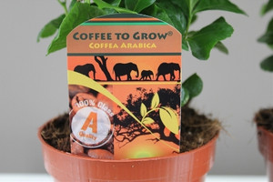 Coffee gift plant 