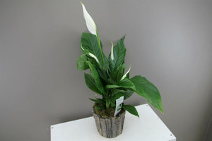 Spathiphyllum Silvio with ceramic planter