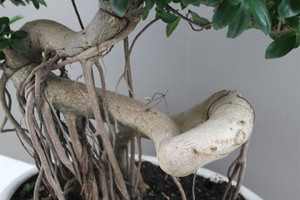 Ficus Ginseng Dragon Root