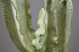 Euphorbia Ingens Marmorata p31cm x h100cm Large cactus potted in a terracotta pot.