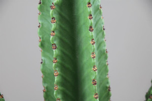 Large Mature cactus , Euphorbia Ingens.