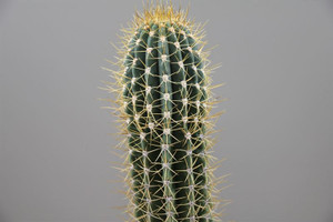 Mature cactus , for sale online order Large Potted cactus  Echinopsis Trichocereus 