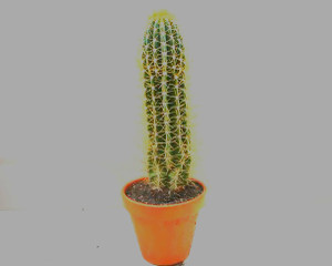 Large Potted cactus  Echinopsis Trichocereus 