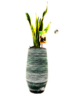 Other options : Mother's in law plant, sansevieria Mother's in law indoor houseplant in a tall ceramic handmade planter 